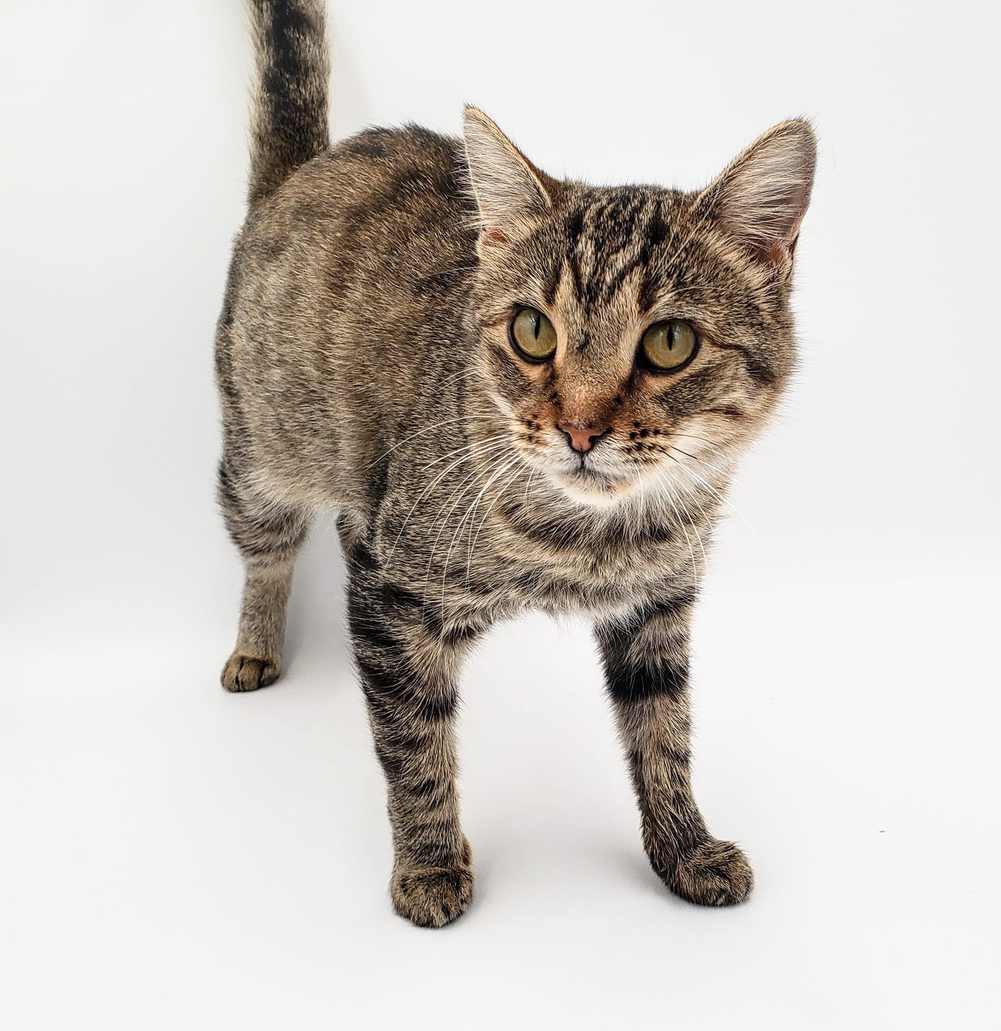 Tabitha, an adoptable Domestic Short Hair in Springfield, MO, 65804 | Photo Image 3