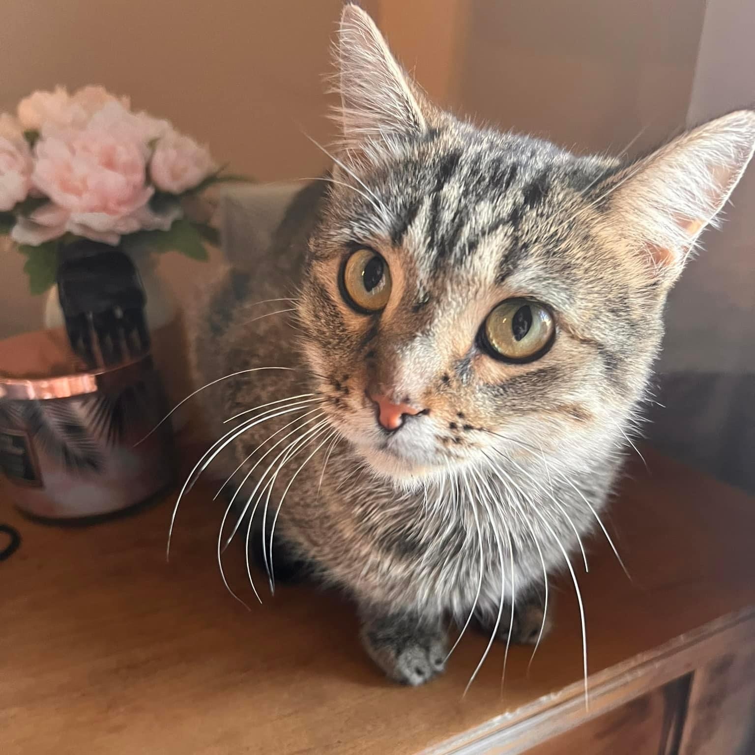 Tabitha, an adoptable Domestic Short Hair in Springfield, MO, 65804 | Photo Image 1