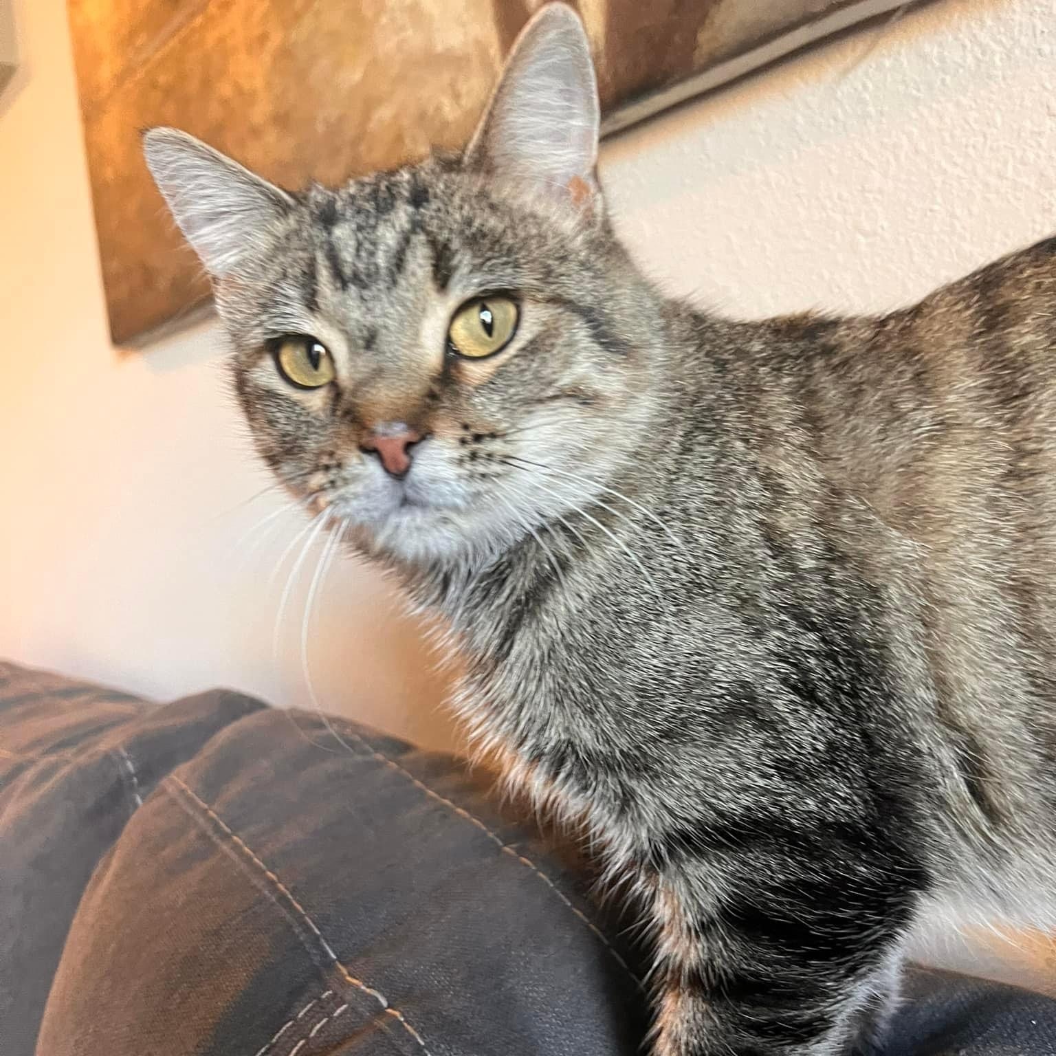 Tabitha, an adoptable Domestic Short Hair in Springfield, MO, 65804 | Photo Image 4