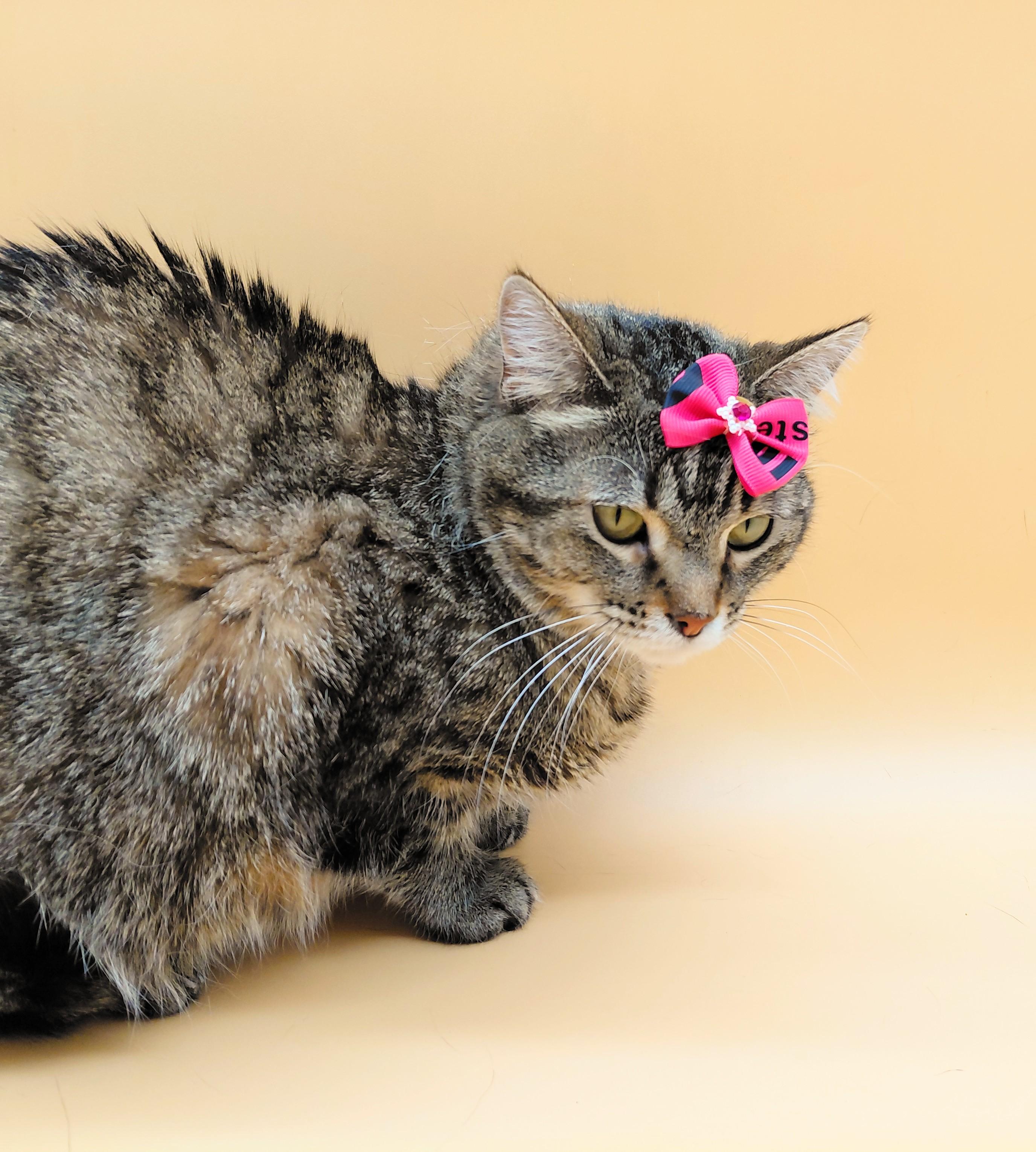 Tabitha — thumbnail 2