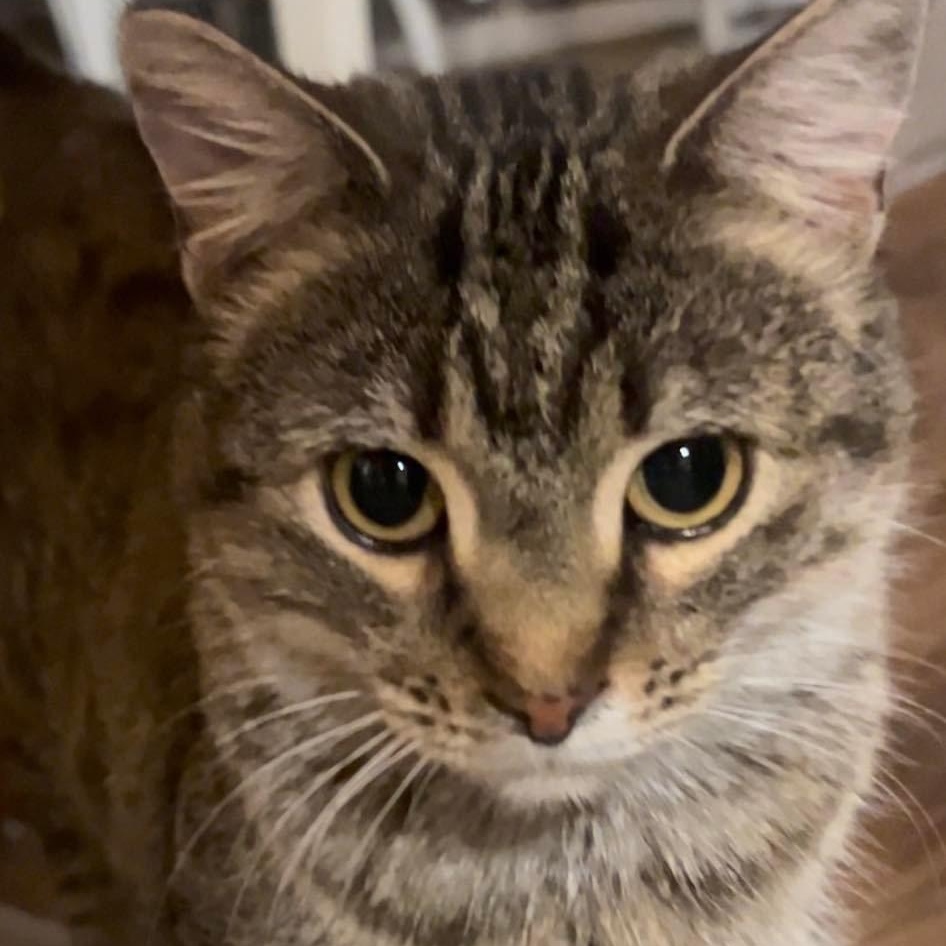 Tabitha, an adoptable Domestic Short Hair in Springfield, MO, 65804 | Photo Image 5