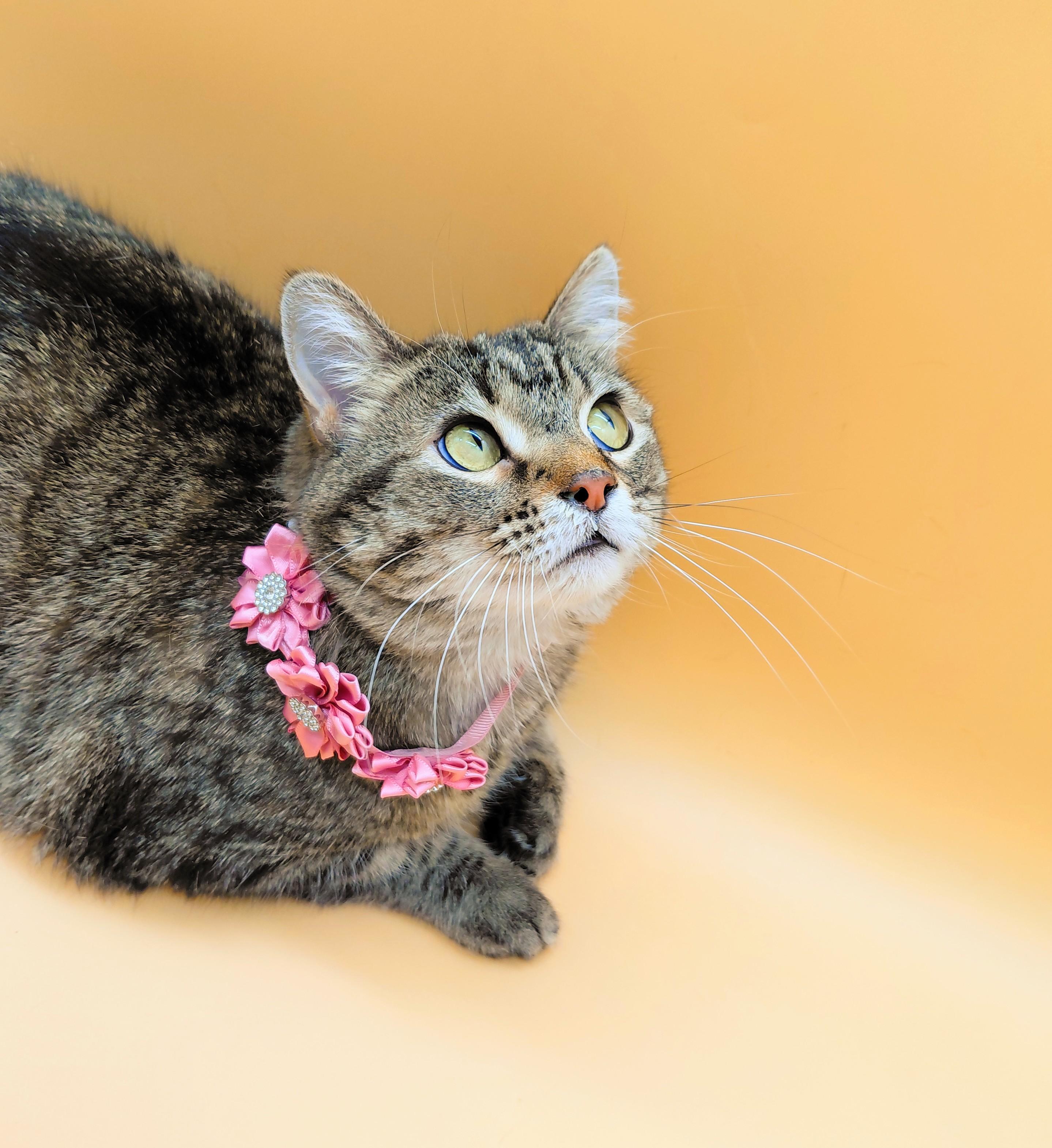 Tabitha — thumbnail 4