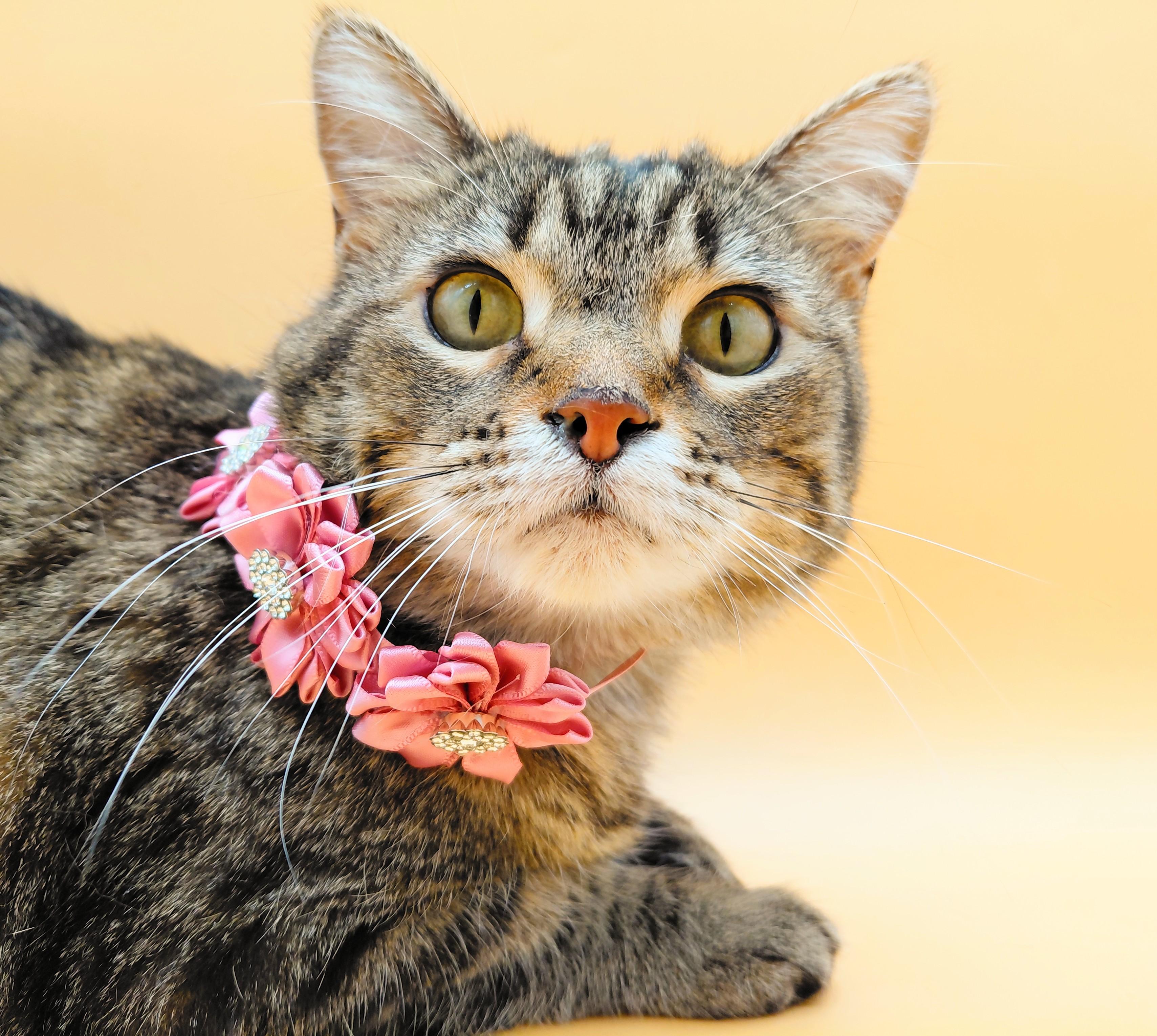 Tabitha — thumbnail 5