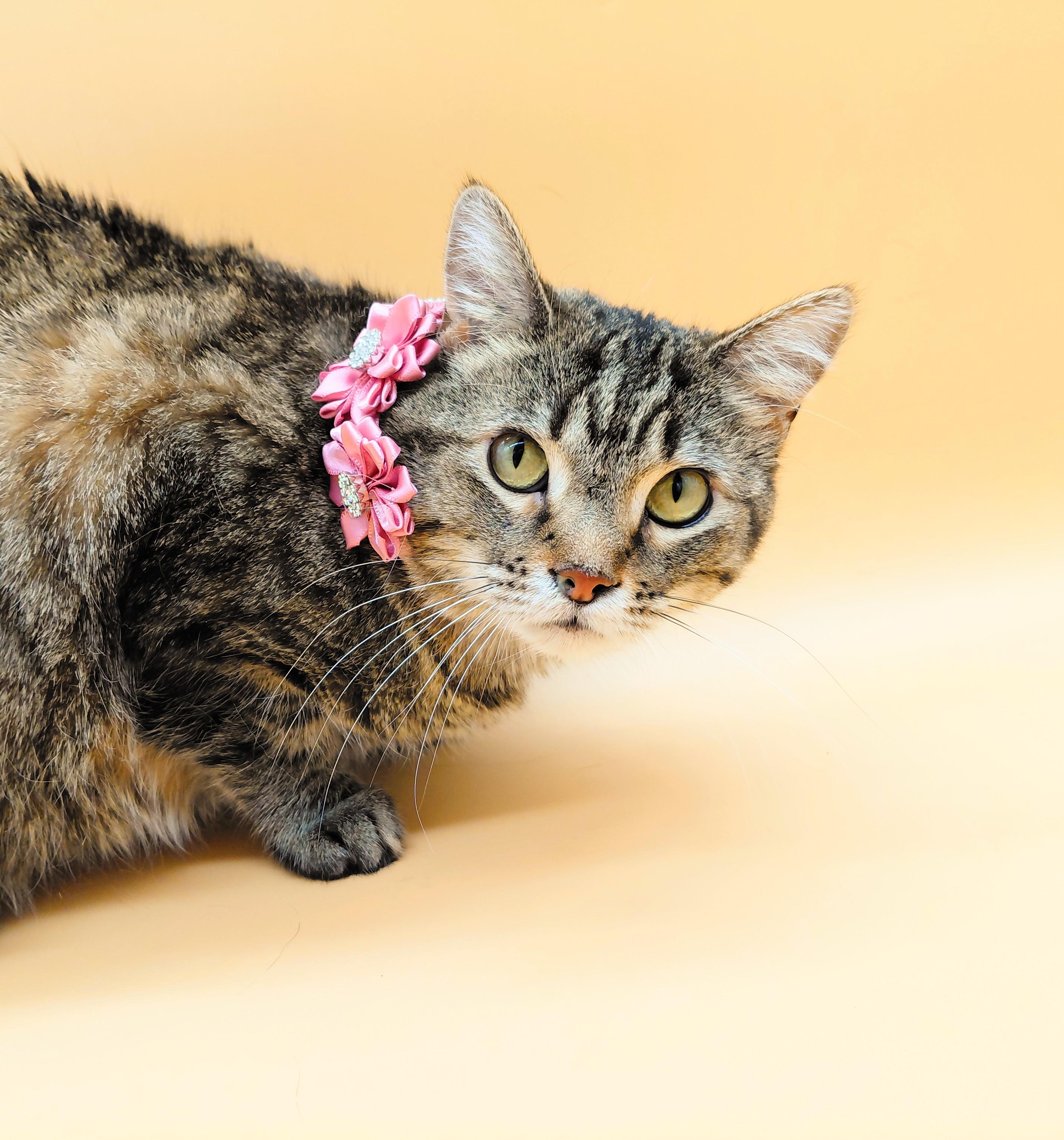 Tabitha — thumbnail 6