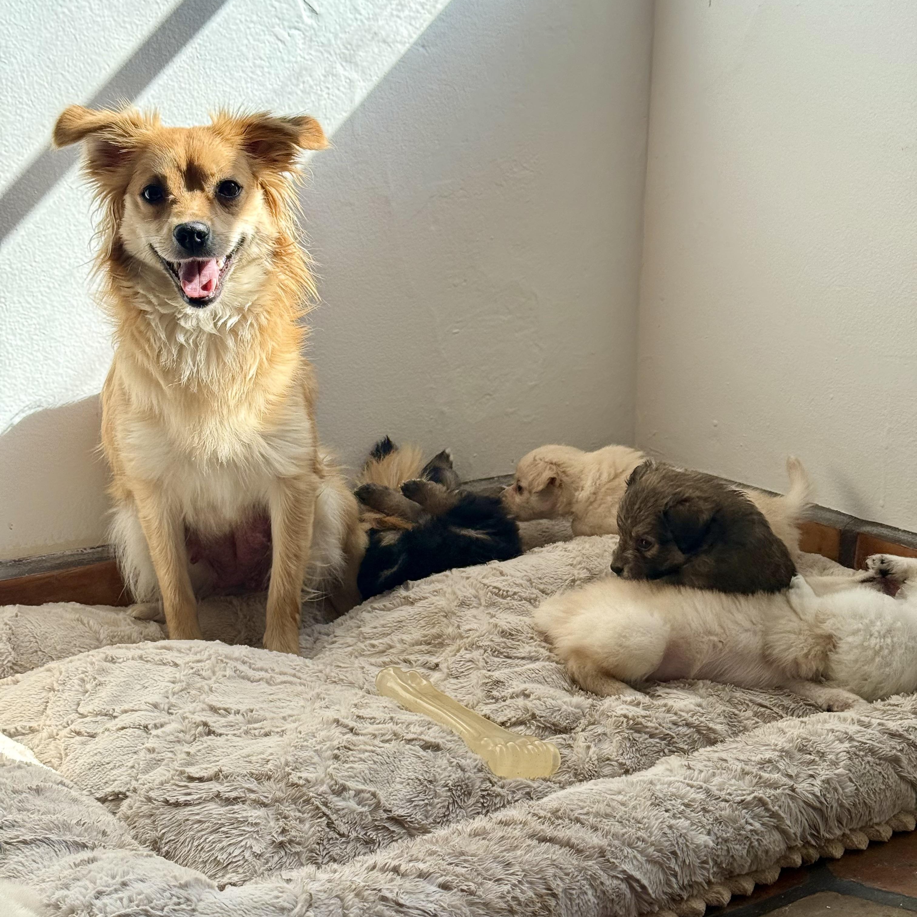 Enlarge Butterscotch, a ADOPTABLE mixed breed in Santa Monica, CA image 4/6