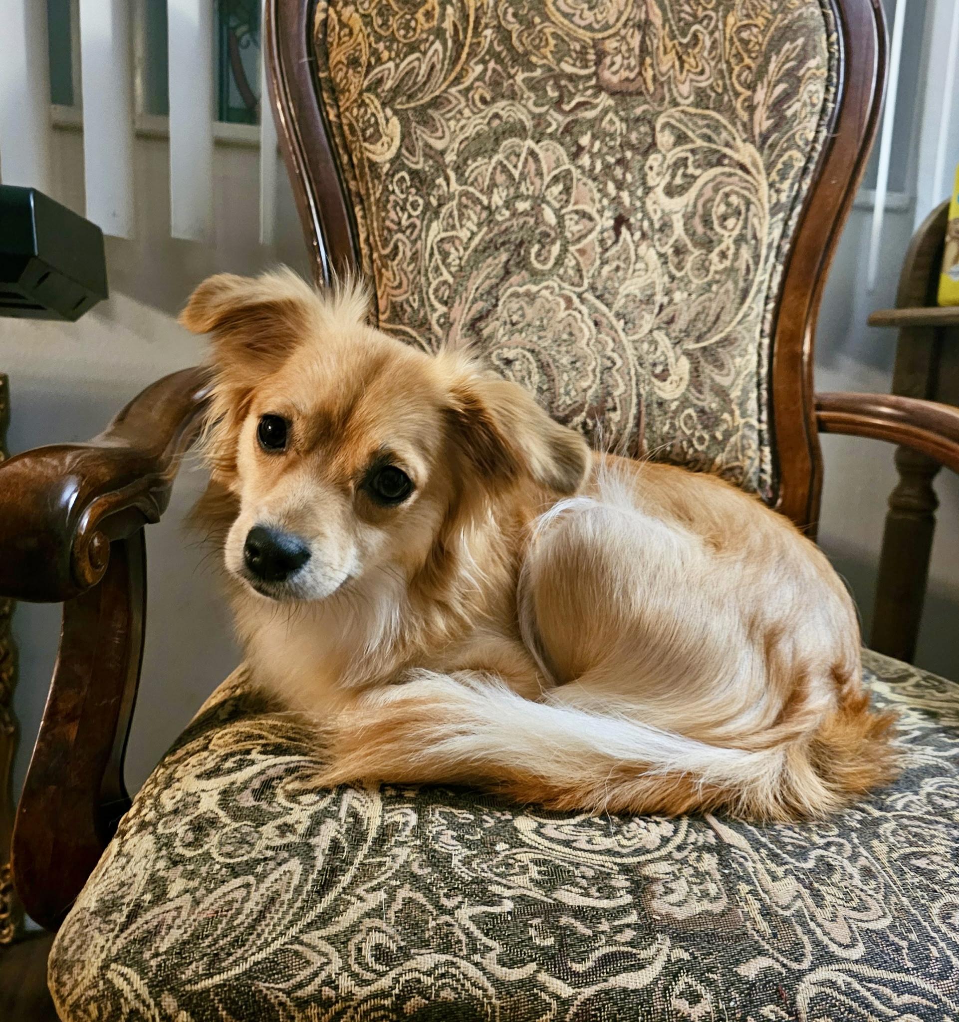 Enlarge Butterscotch, a ADOPTABLE mixed breed in Santa Monica, CA image 6/6