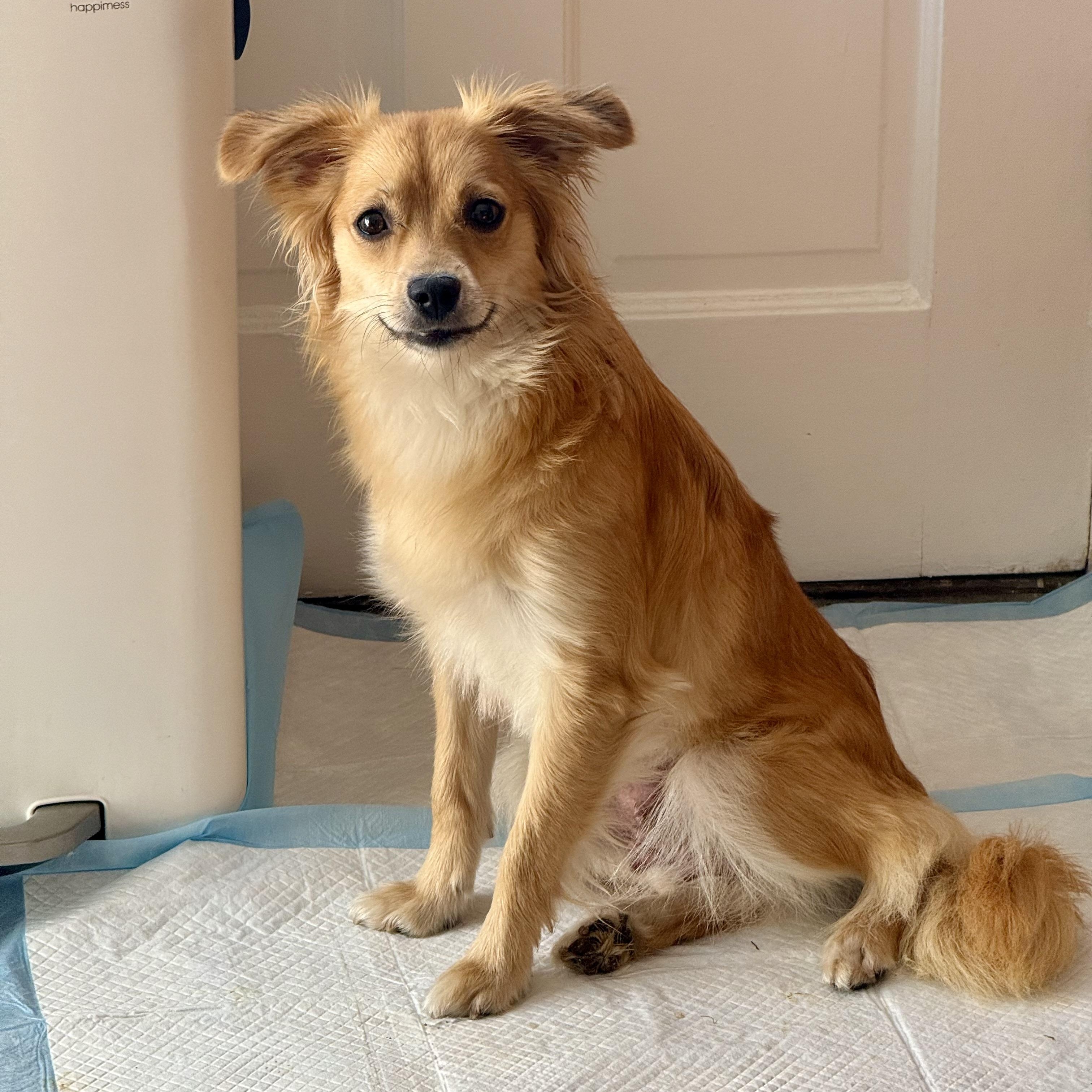 Enlarge Butterscotch, a ADOPTABLE mixed breed in Santa Monica, CA image 5/6