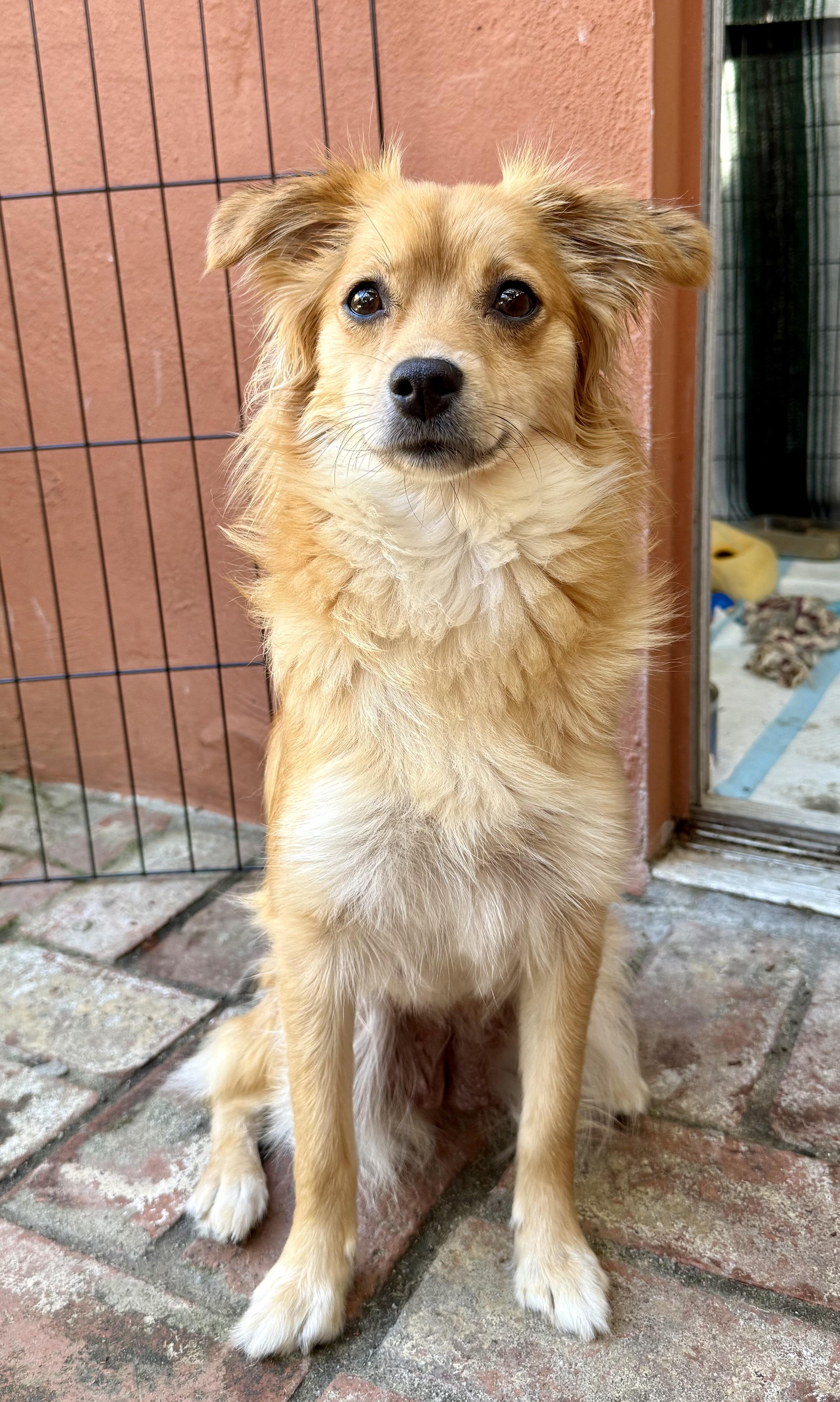 Enlarge Butterscotch, a ADOPTABLE mixed breed in Santa Monica, CA image 1/6