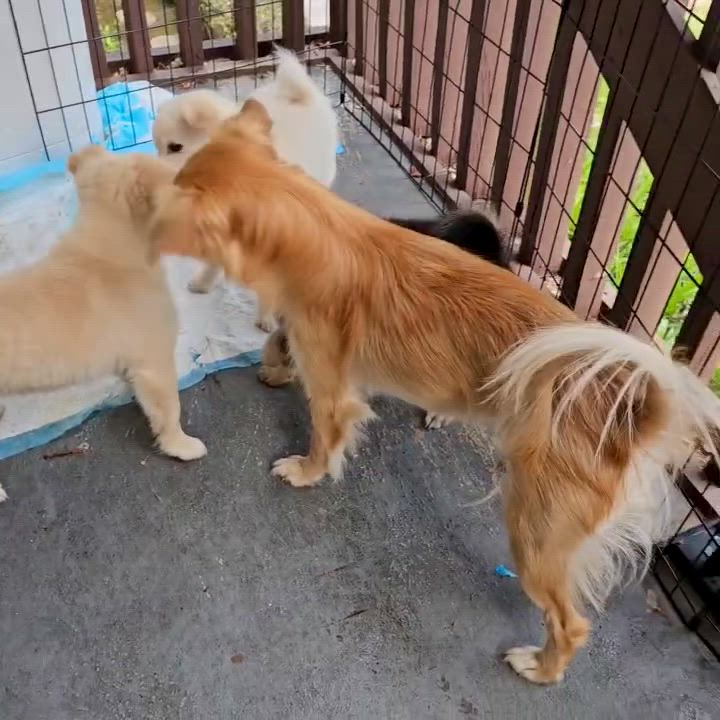 Enlarge Butterscotch, a ADOPTABLE mixed breed in Santa Monica, CA video 2/6