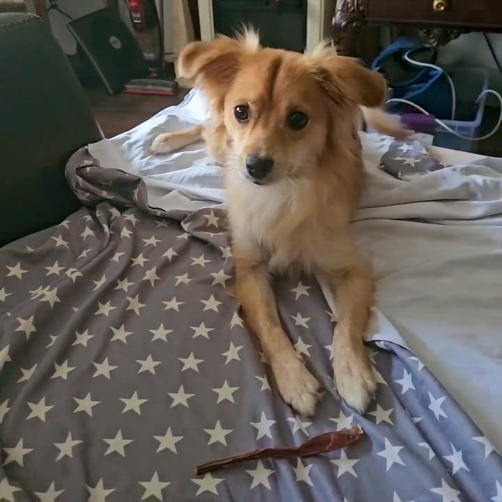 Enlarge Butterscotch, a ADOPTABLE mixed breed in Santa Monica, CA video 3/6