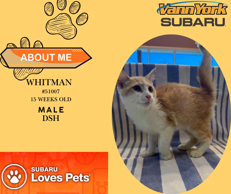 Enlarge Whitman, a Adoptable Domestic Short Hair in Randleman, NC image 1/1