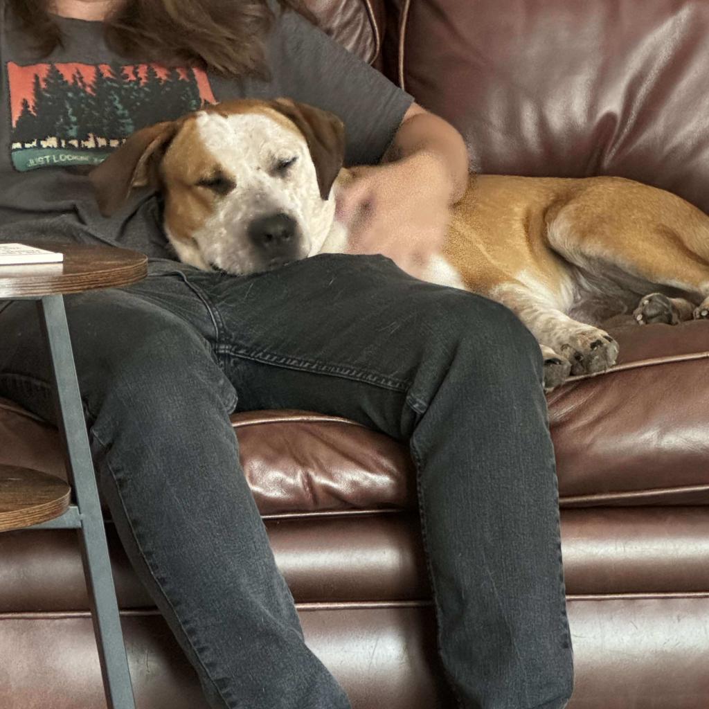 Finn, a Adoptable mixed breed in Olathe, KS image 1/6