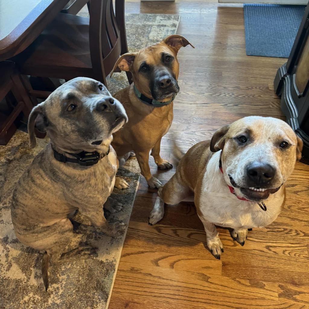 Finn, a Adoptable mixed breed in Olathe, KS image 2/6