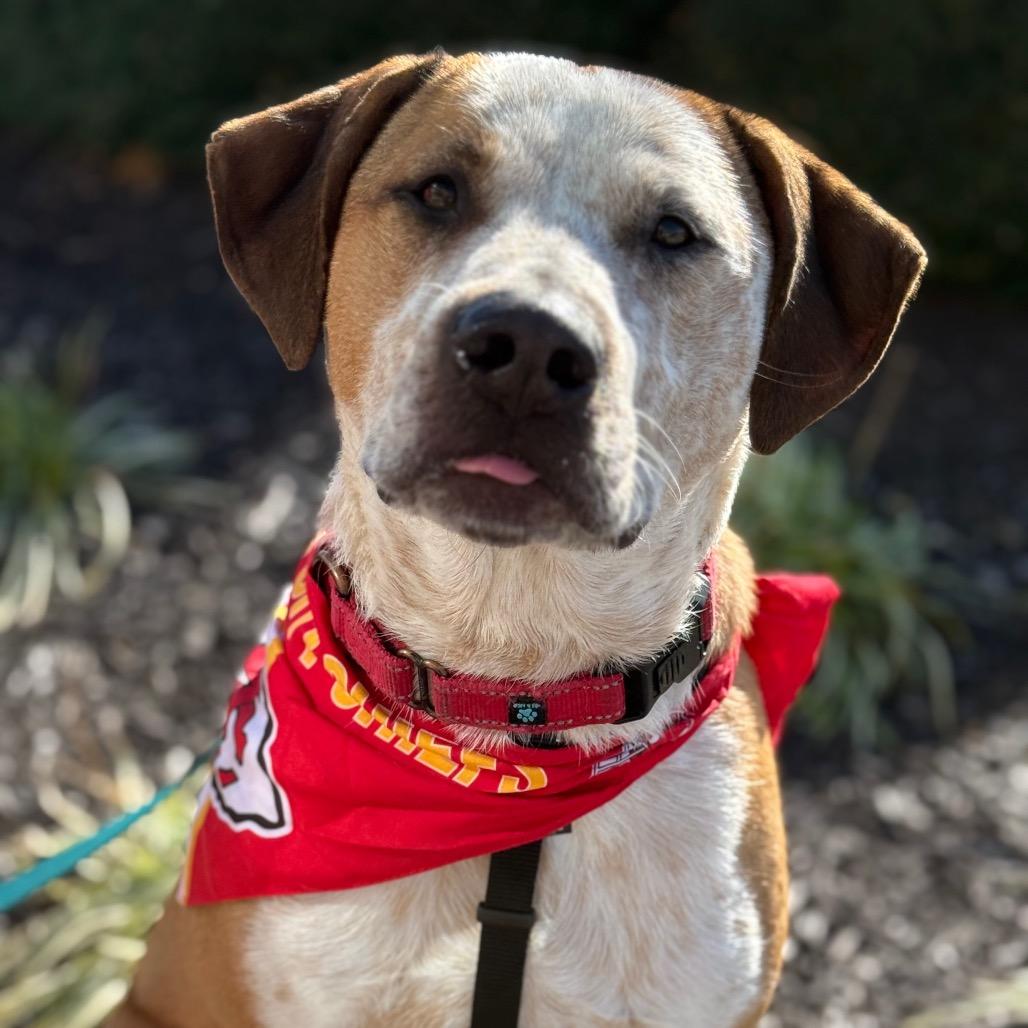 Finn, a Adoptable mixed breed in Olathe, KS image 3/6