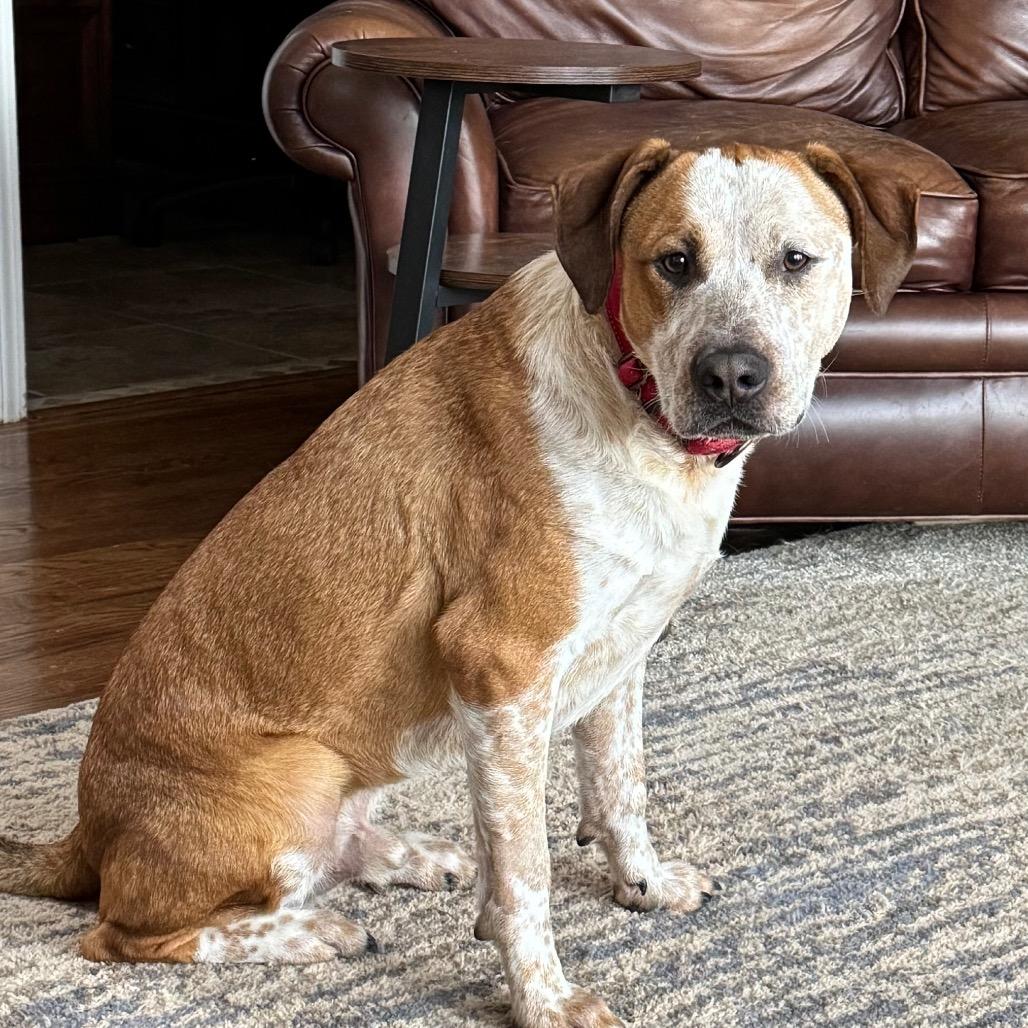 Finn, a Adoptable mixed breed in Olathe, KS image 4/6