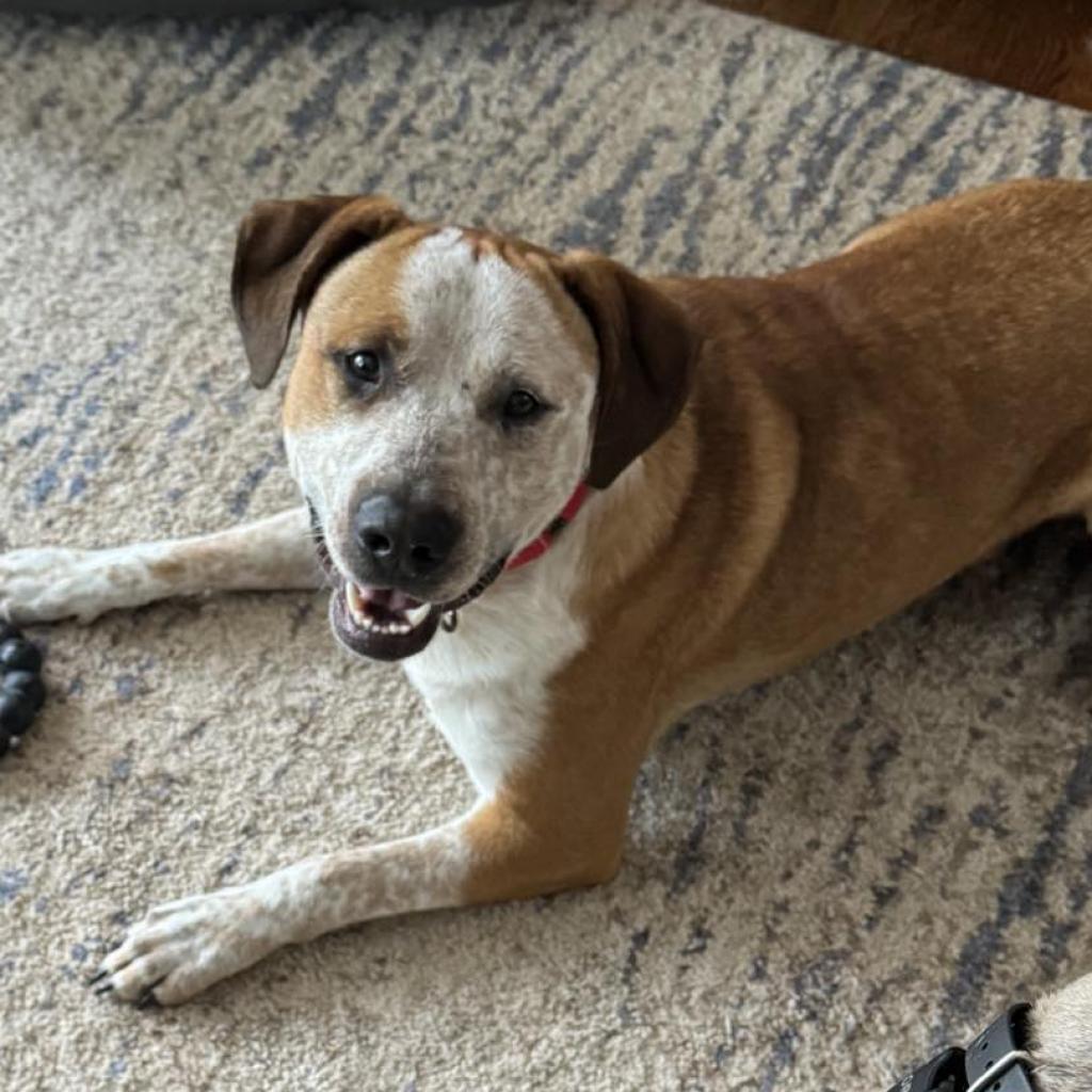 Finn, a Adoptable mixed breed in Olathe, KS image 5/6