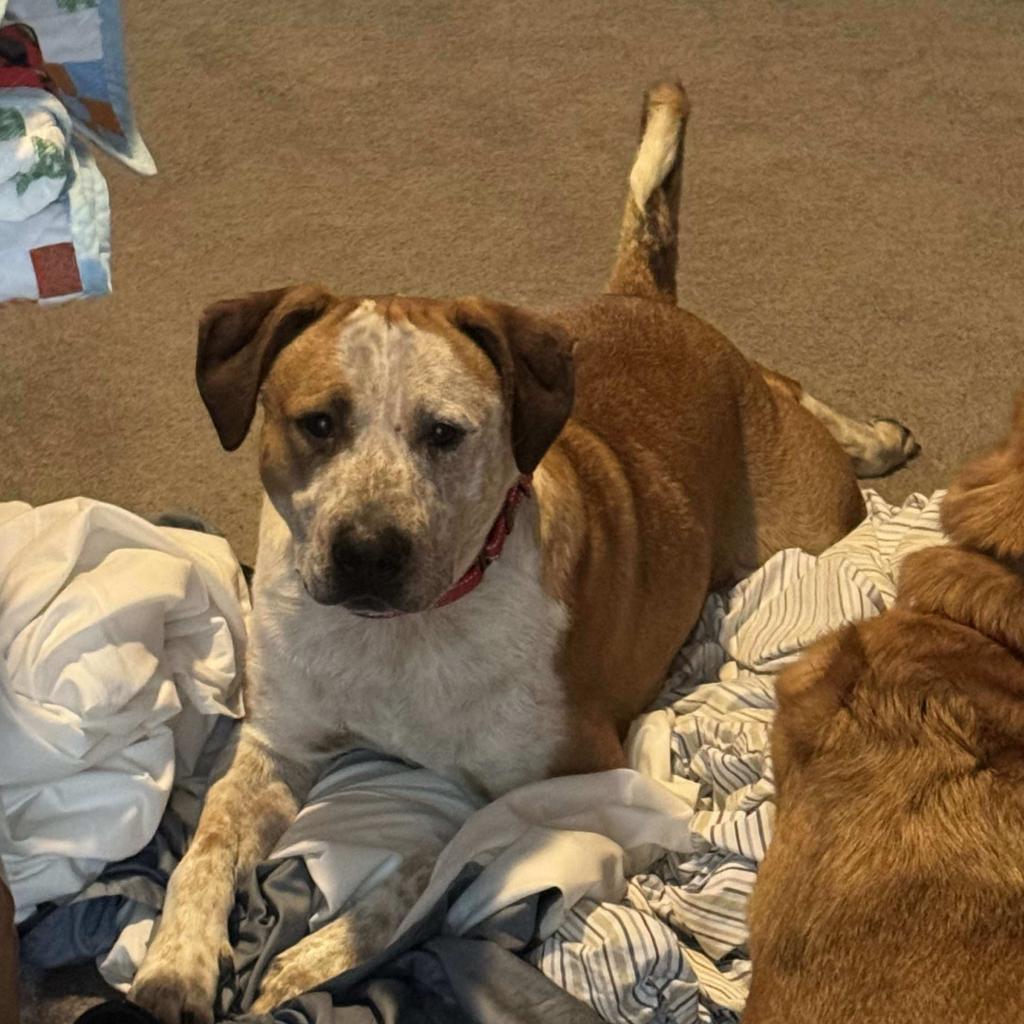 Finn, a Adoptable mixed breed in Olathe, KS image 6/6