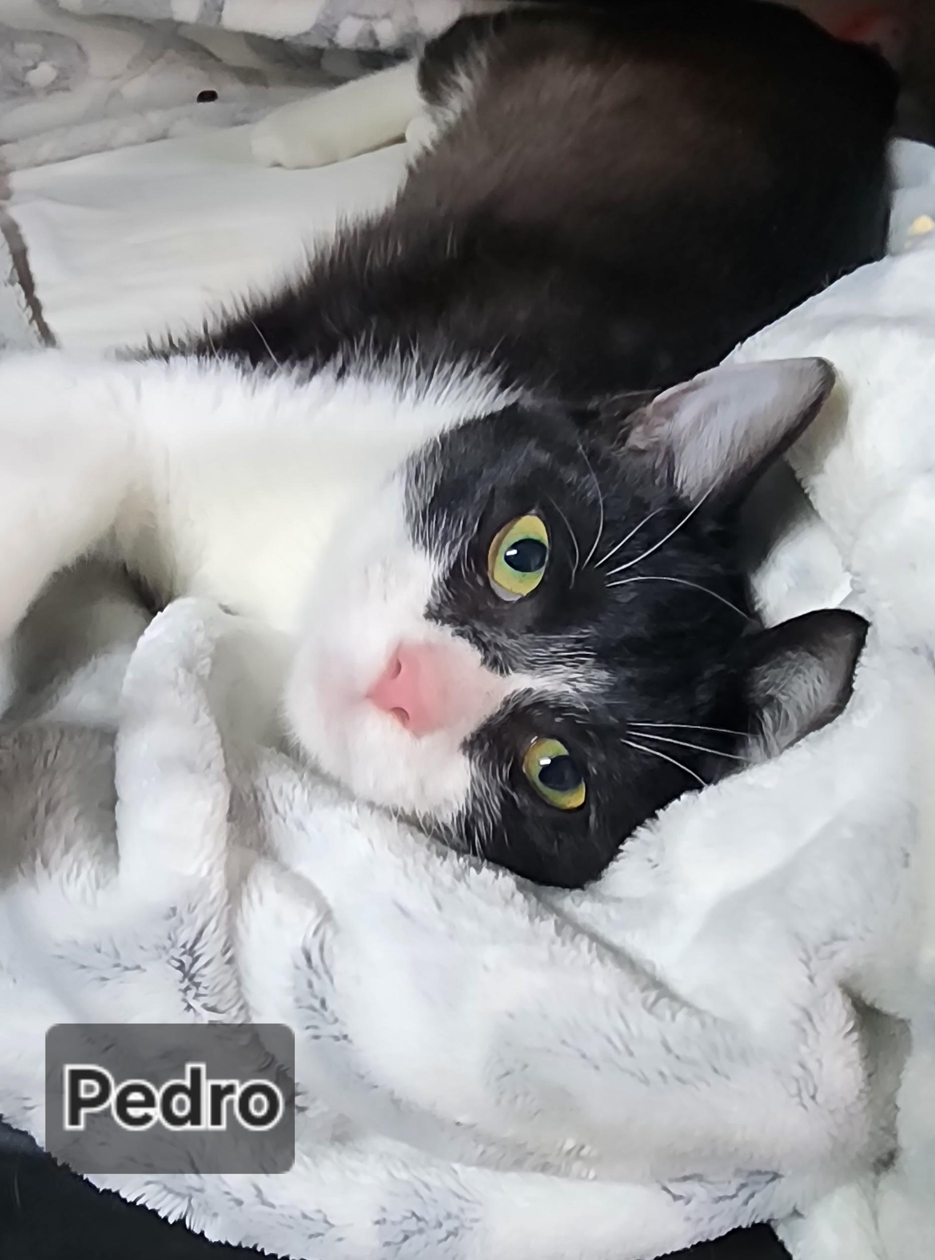 Enlarge Pedro, a ADOPTABLE Domestic Short Hair in Irwin, PA image 2/4