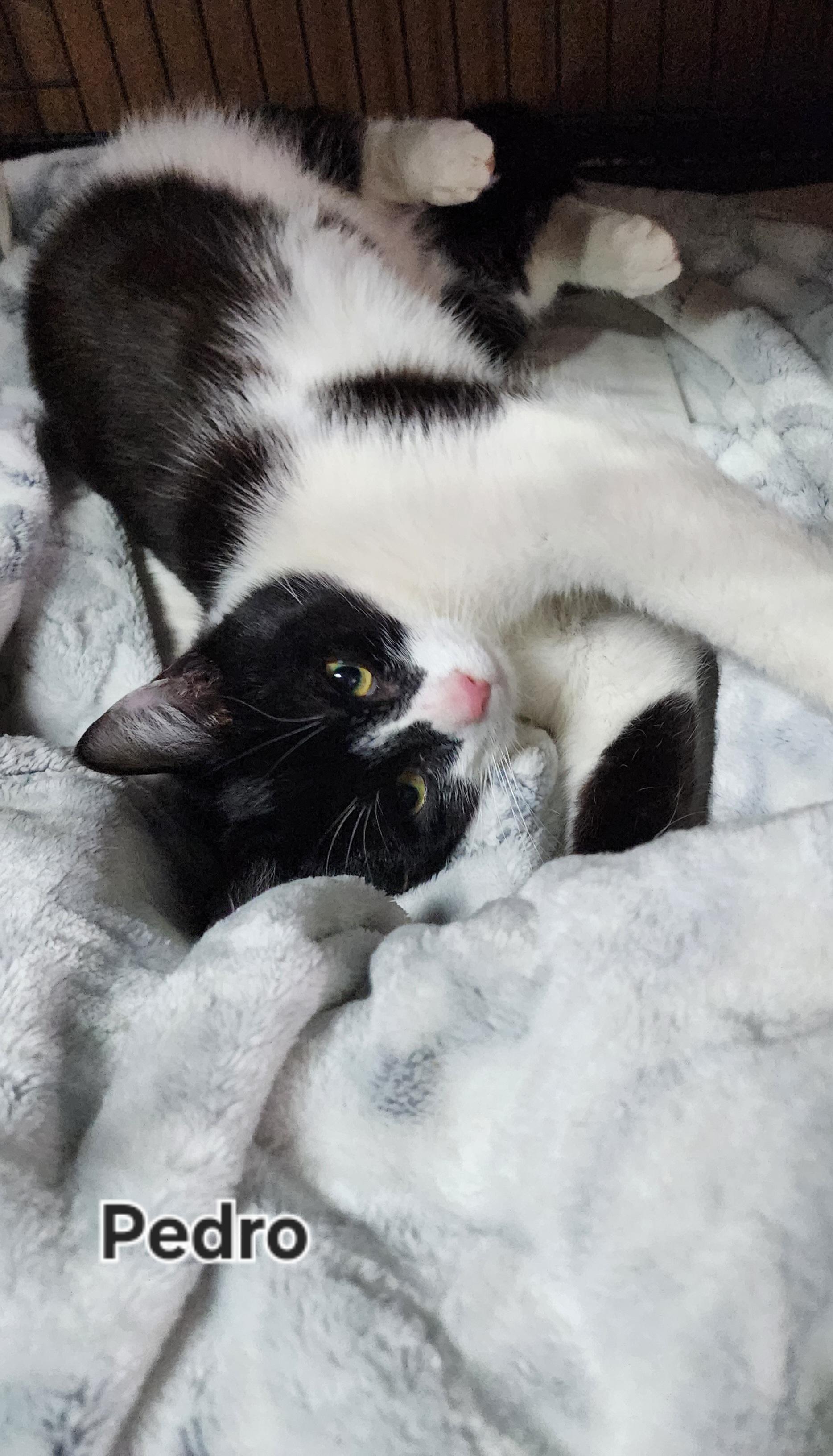 Enlarge Pedro, a ADOPTABLE Domestic Short Hair in Irwin, PA image 4/4