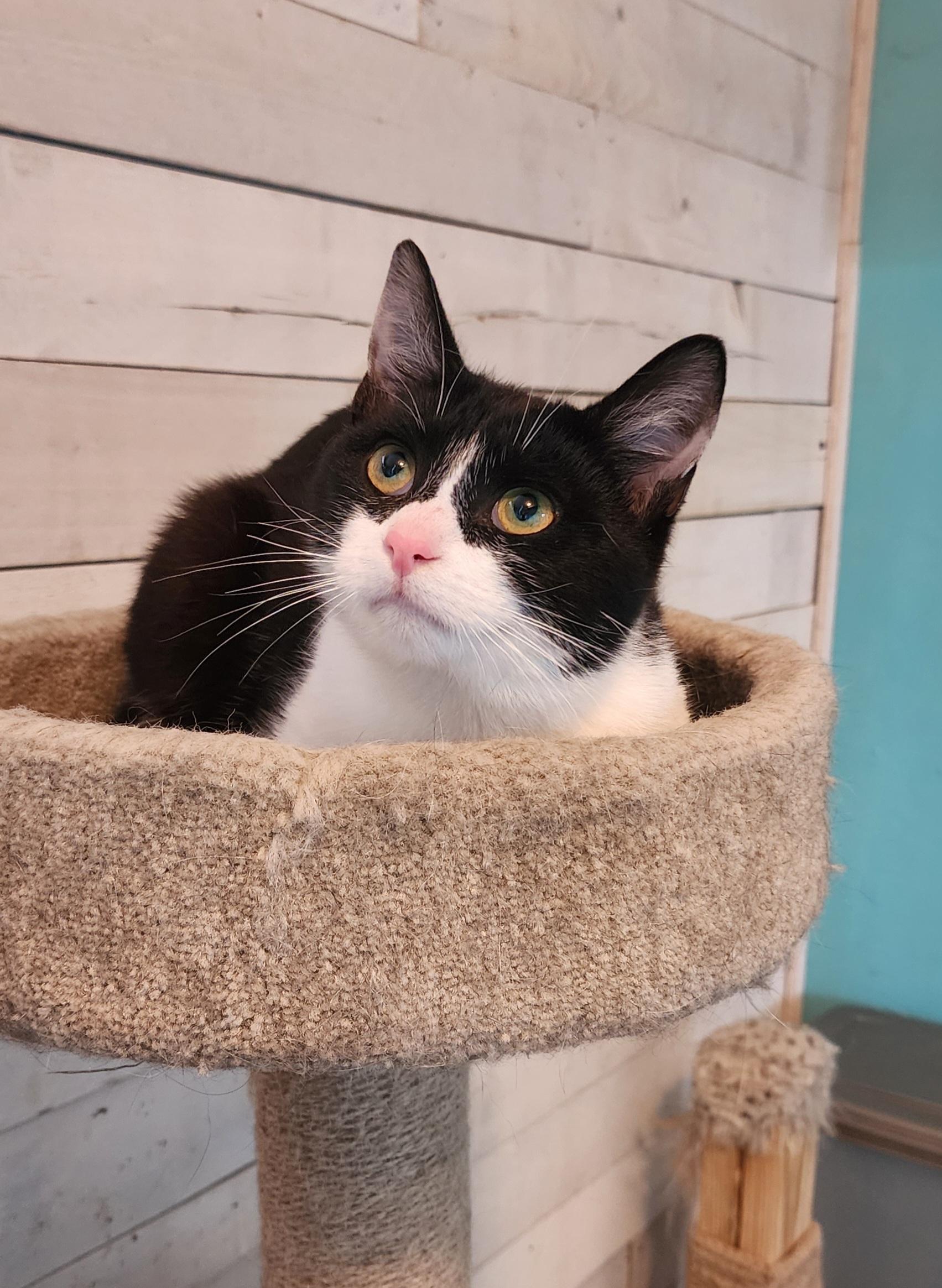 Enlarge Pedro, a ADOPTABLE Domestic Short Hair in Irwin, PA image 3/4