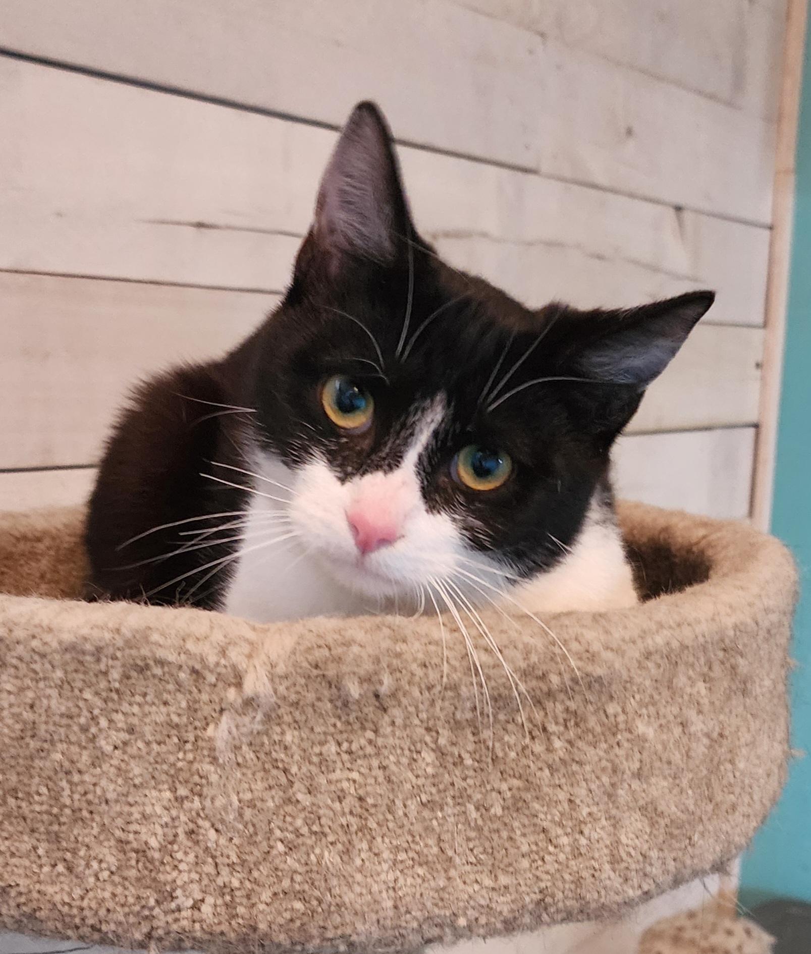 Enlarge Pedro, a ADOPTABLE Domestic Short Hair in Irwin, PA image 1/4