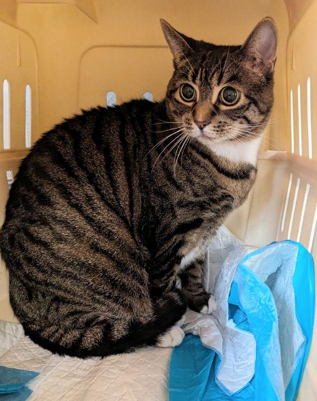 Enlarge Lily, a Adoptable Tabby in Ocala, FL image 1/1