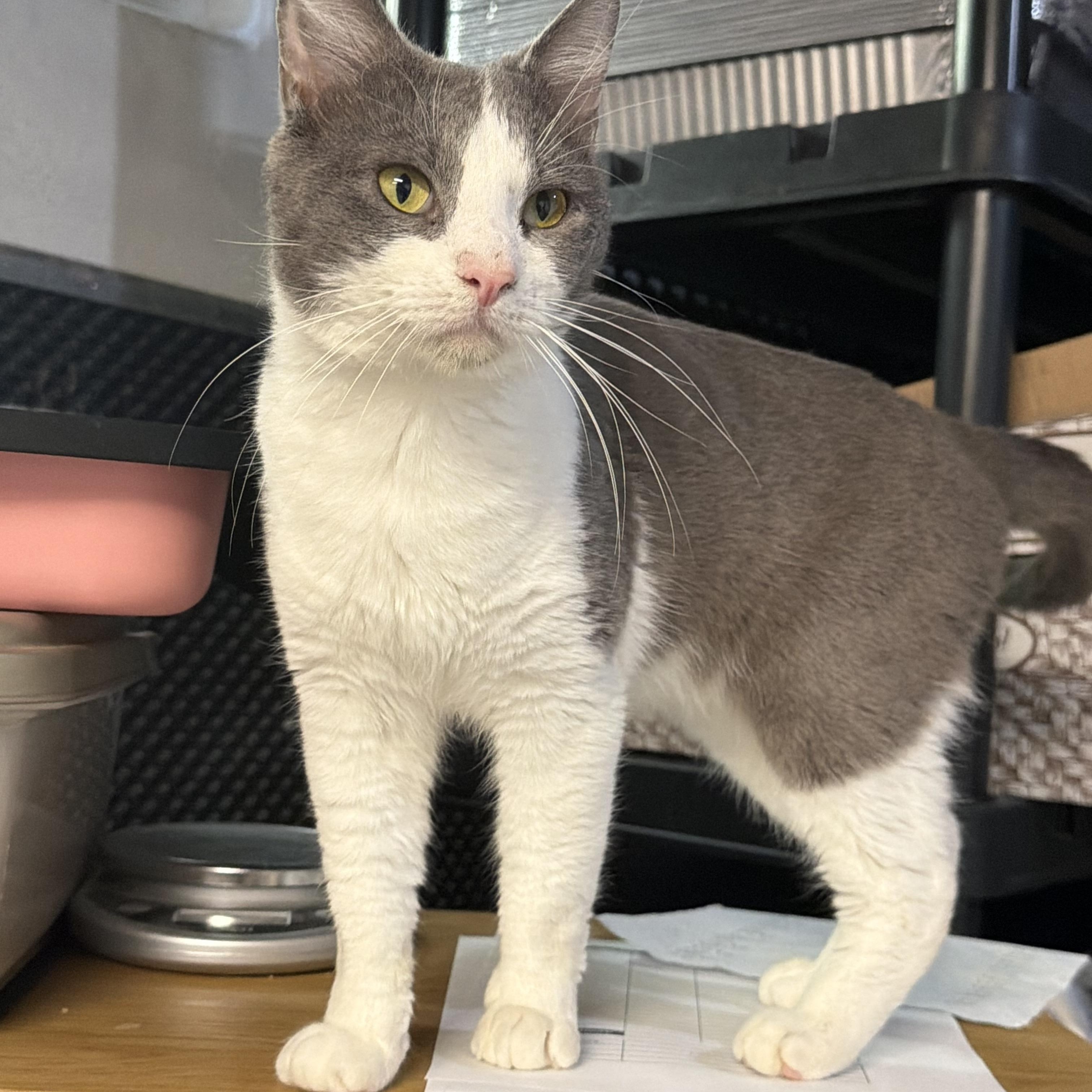 Enlarge Macaron, a ADOPTABLE American Shorthair in Highland Park, NJ image 1/3