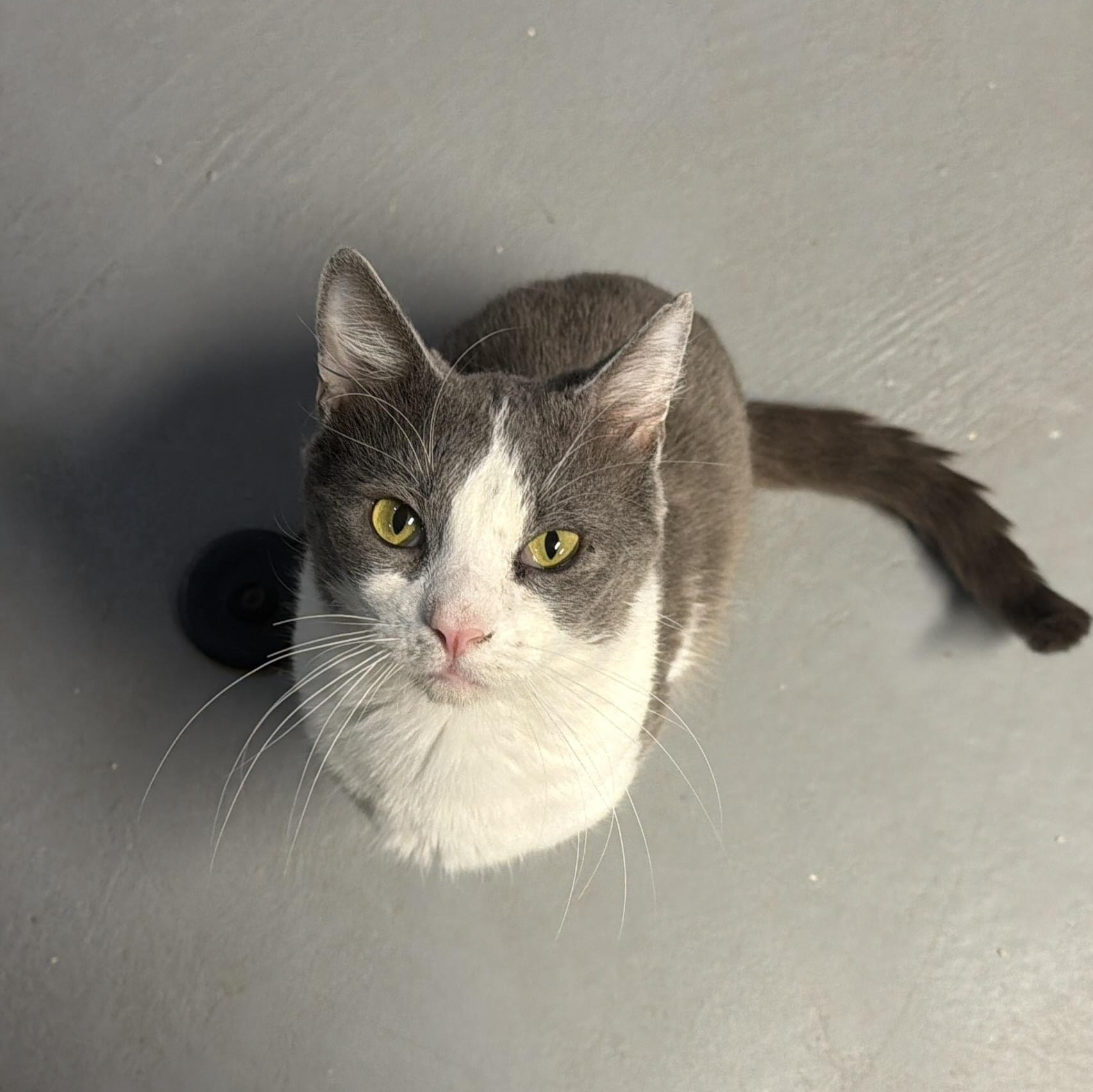 Macaron, adopted, Adult Male American Shorthair.