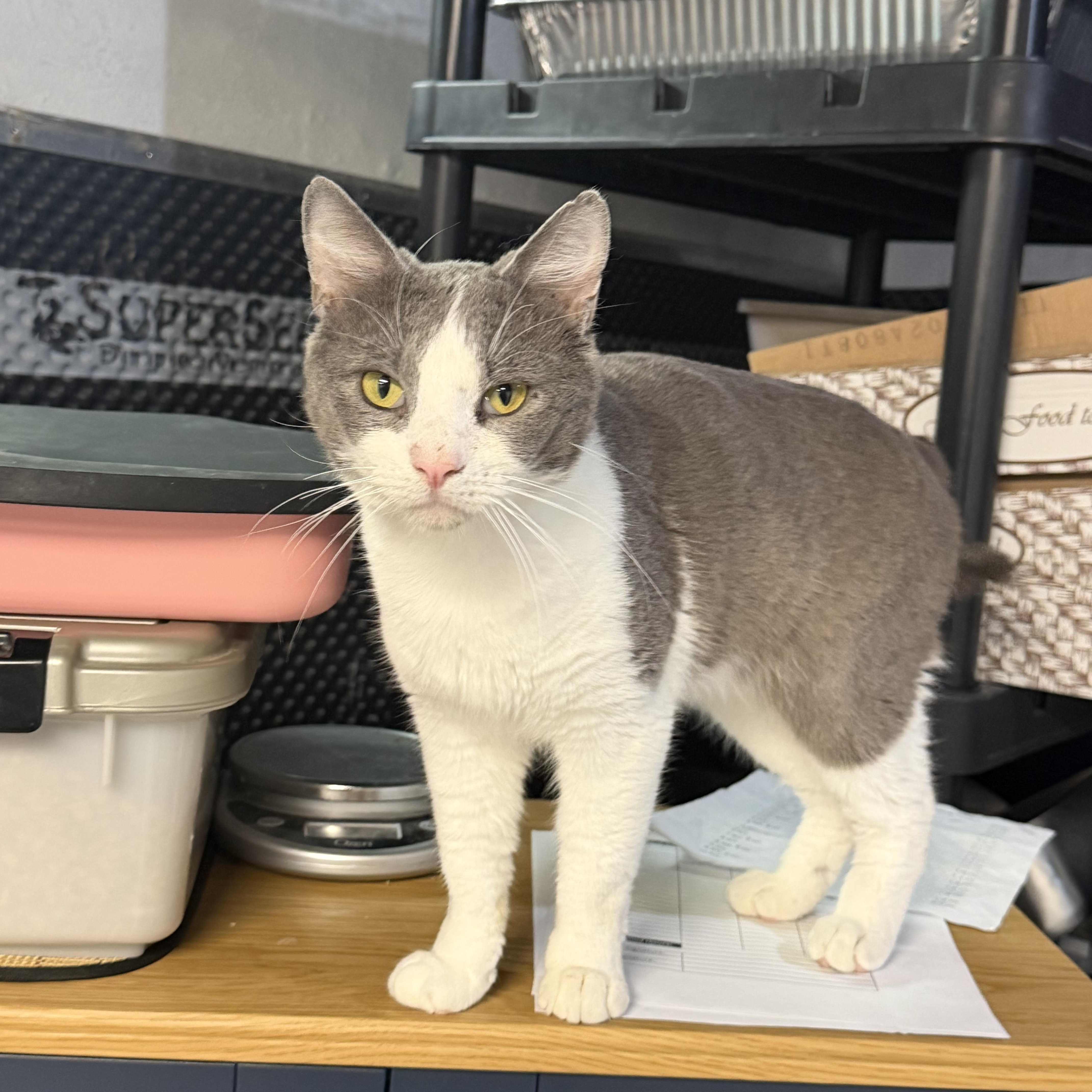 Enlarge Macaron, a ADOPTABLE American Shorthair in Highland Park, NJ image 3/3