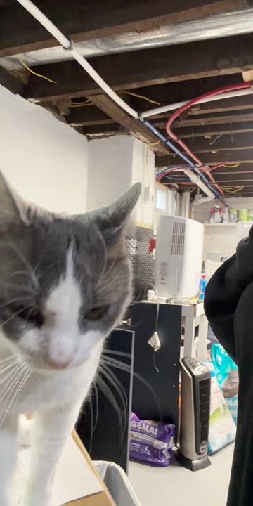 Enlarge Macaron, a ADOPTABLE American Shorthair in Highland Park, NJ video 2/3