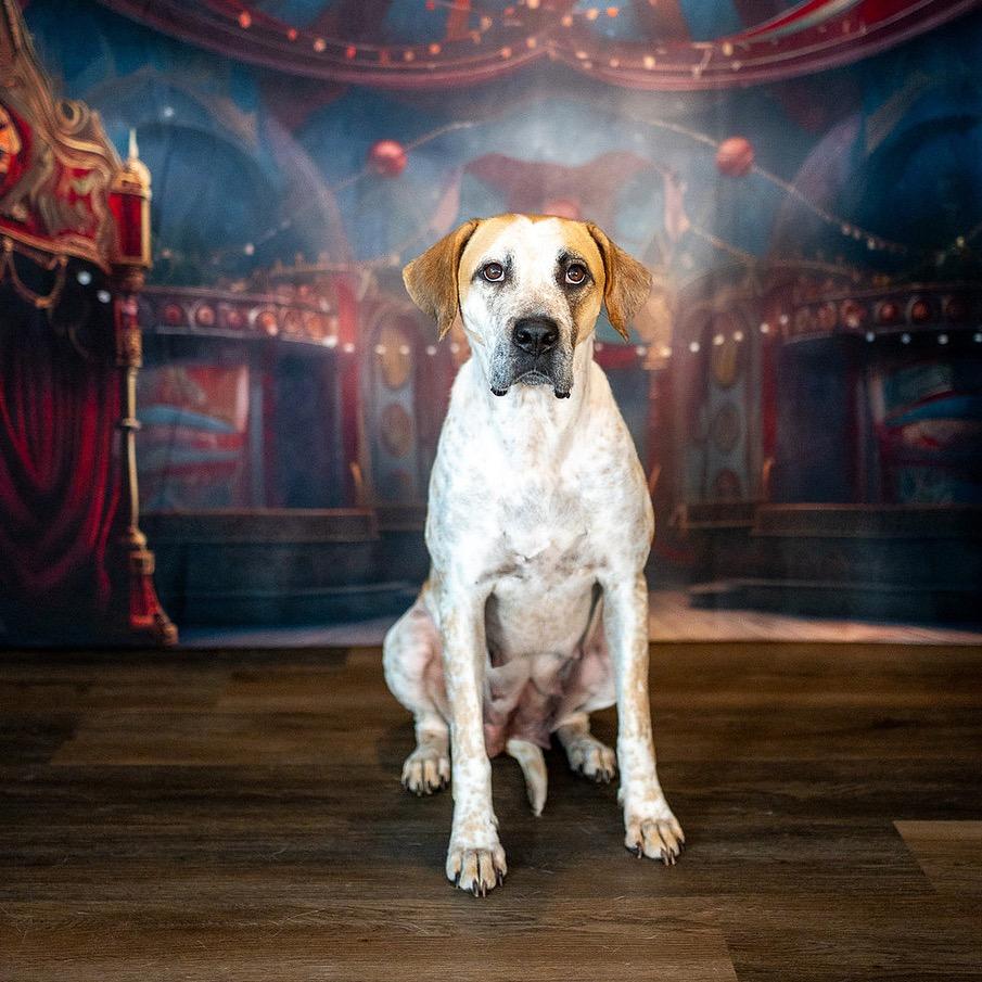 Jazzy, Adoptable, Adult Female Mixed Breed.