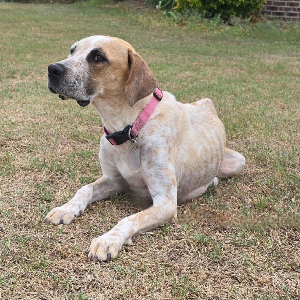 Enlarge Jazzy, a Adoptable Mixed Breed in Aberdeen, NC image 2/6