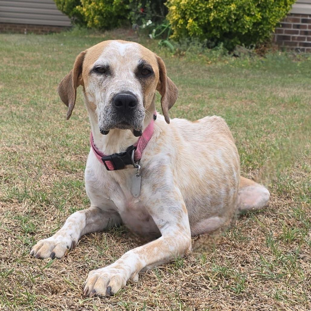 Enlarge Jazzy, a Adoptable Mixed Breed in Aberdeen, NC image 3/6