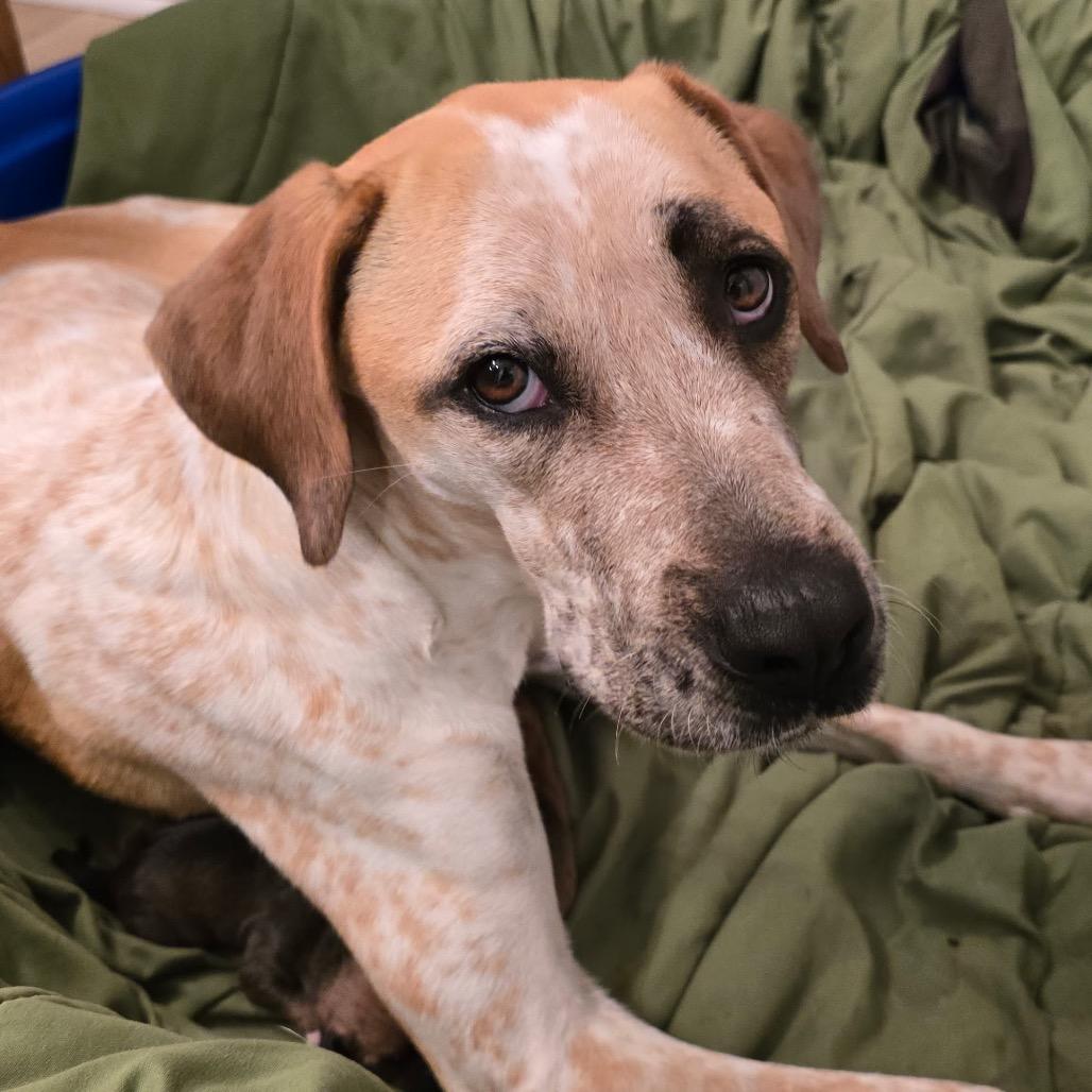 Enlarge Jazzy, a Adoptable Mixed Breed in Aberdeen, NC image 4/6