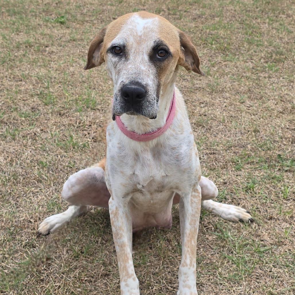 Enlarge Jazzy, a Adoptable Mixed Breed in Aberdeen, NC image 5/6