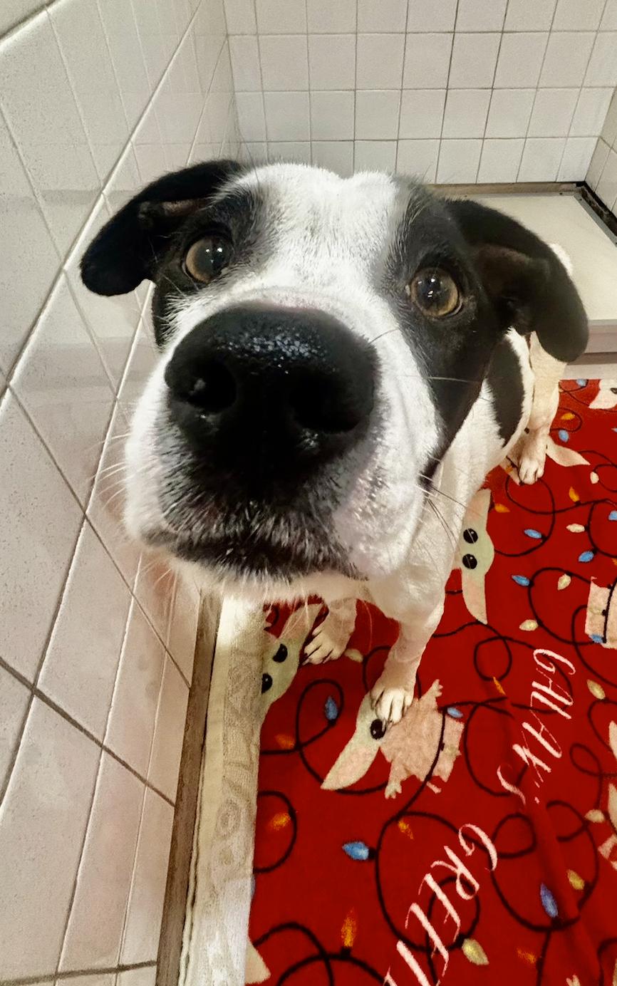 Enlarge Toby, a ADOPTABLE mixed breed in Metairie, LA image 3/5