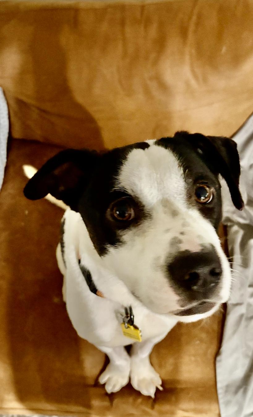 Enlarge Toby, a ADOPTABLE mixed breed in Metairie, LA image 5/5