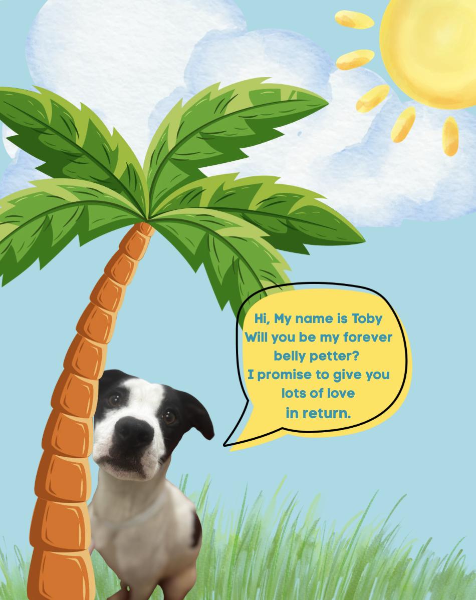 Toby, ADOPTABLE, Young Male Jack Russell Terrier & American Staffordshire Terrier.