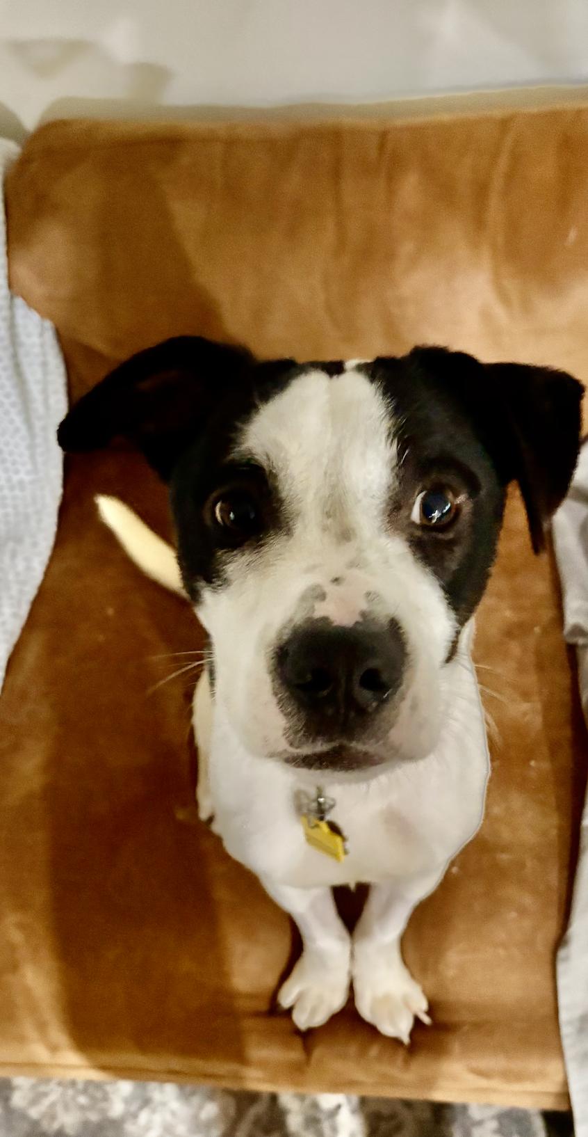 Enlarge Toby, a ADOPTABLE mixed breed in Metairie, LA image 4/5