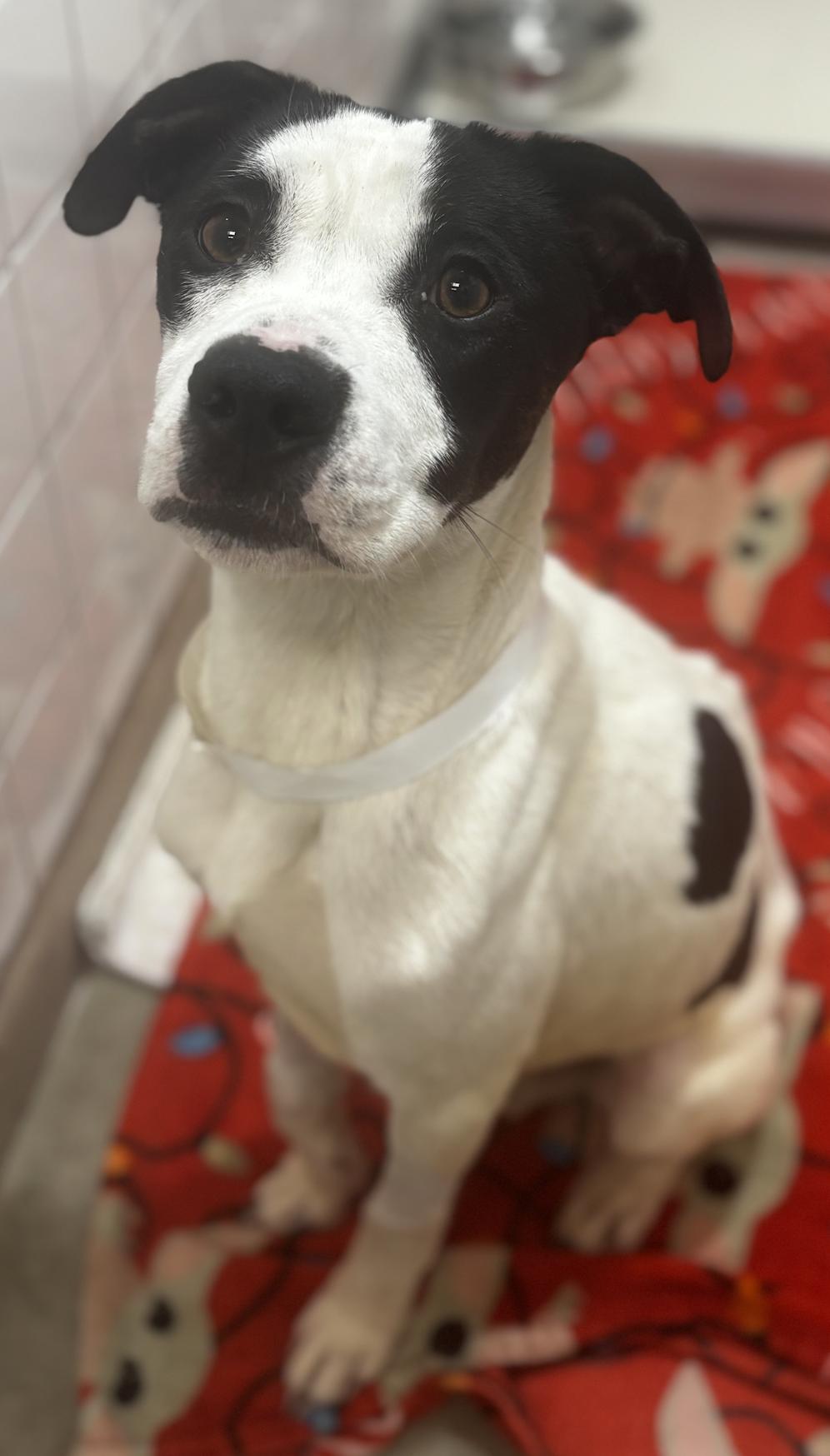 Enlarge Toby, a ADOPTABLE mixed breed in Metairie, LA image 2/5