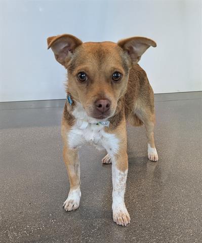 Enlarge COOKIE, a Adoptable Chihuahua in San Martin, CA image 1/1