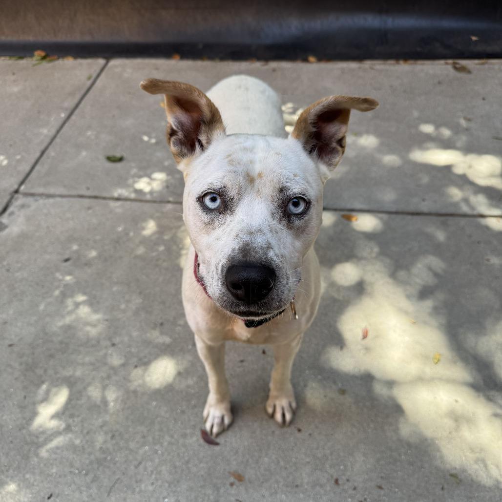 Enlarge Tundra, a Adoptable mixed breed in Fresno, CA image 1/3