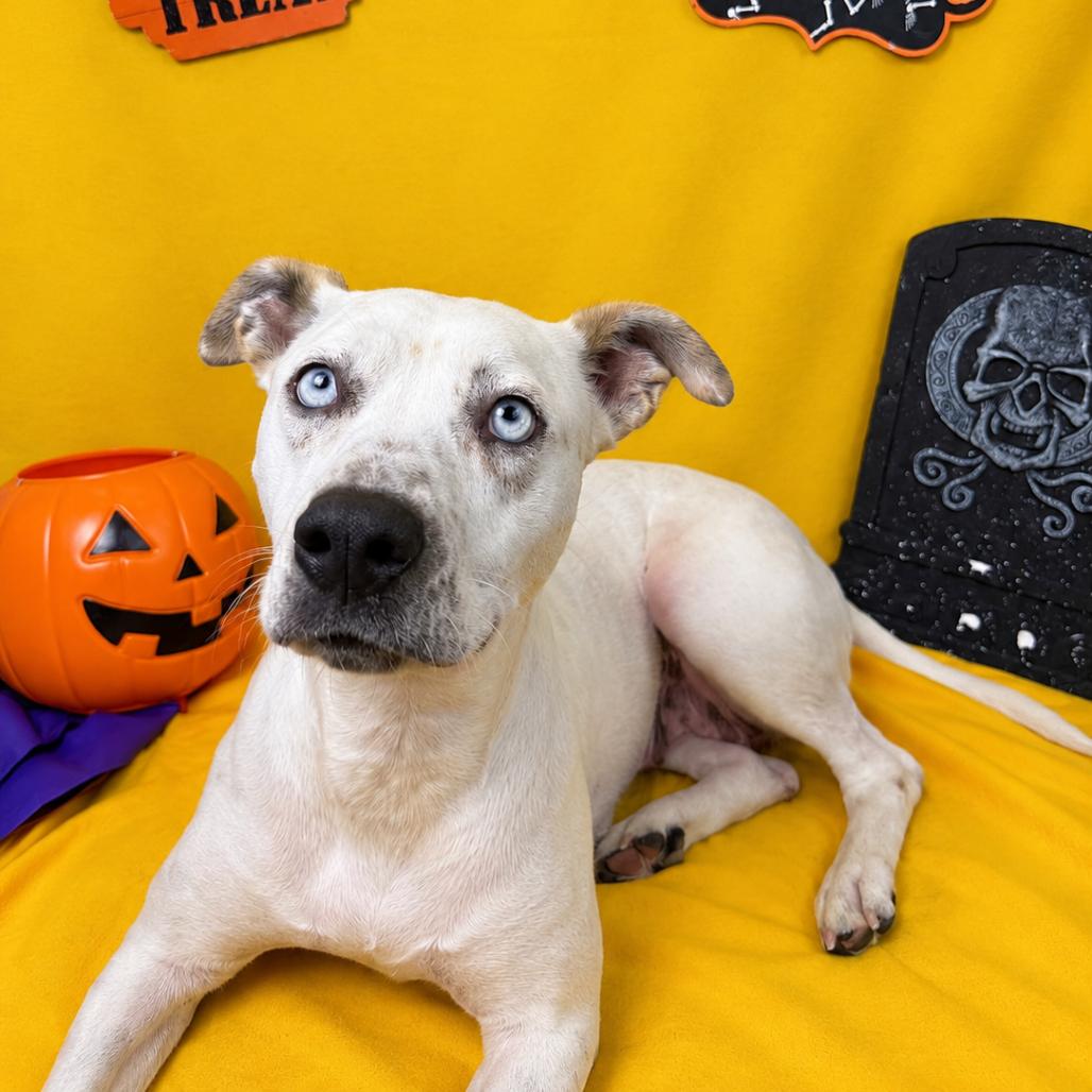 Enlarge Tundra, a Adoptable mixed breed in Fresno, CA image 2/3