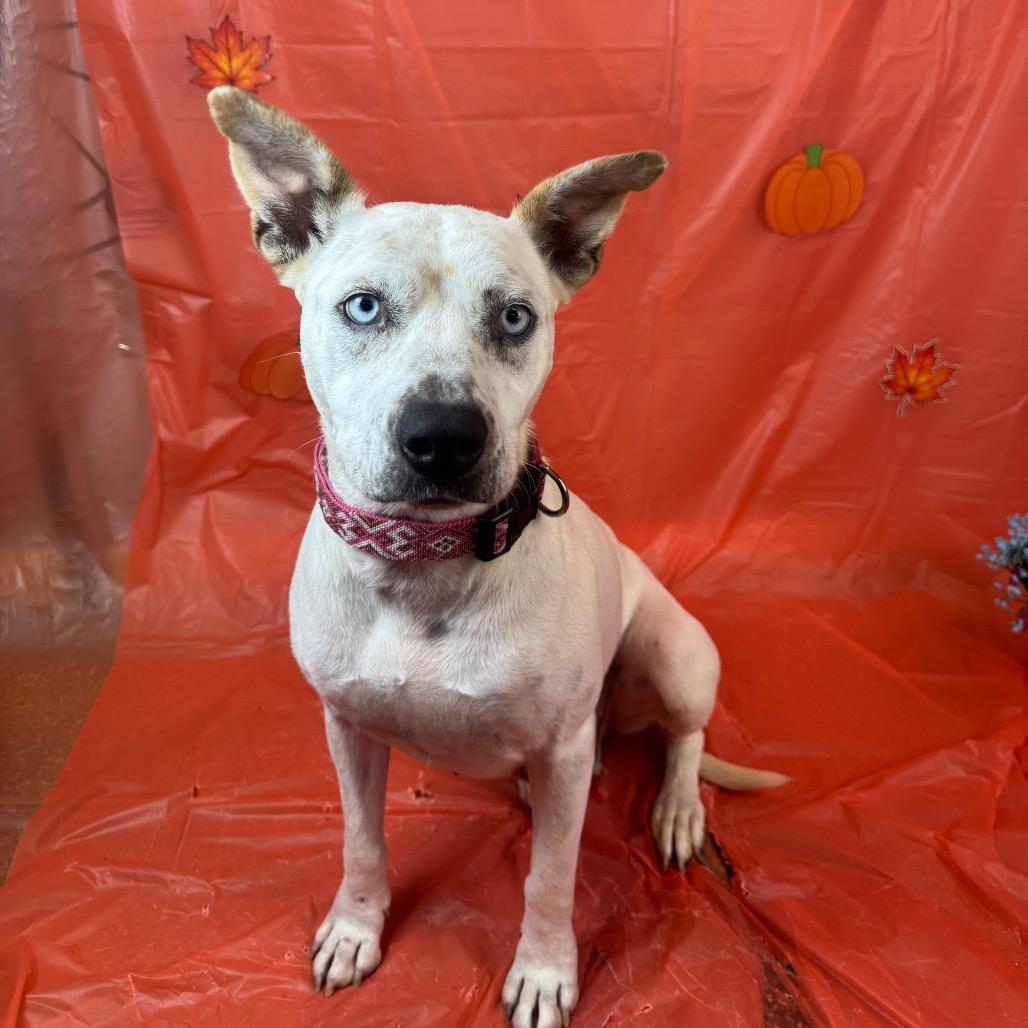 Enlarge Tundra, a Adoptable mixed breed in Fresno, CA image 3/3