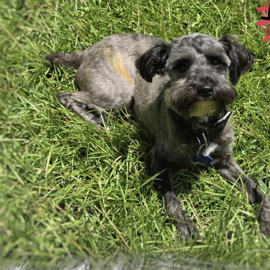 Pringles, Adopted, Young Male Poodle & Yorkshire Terrier.