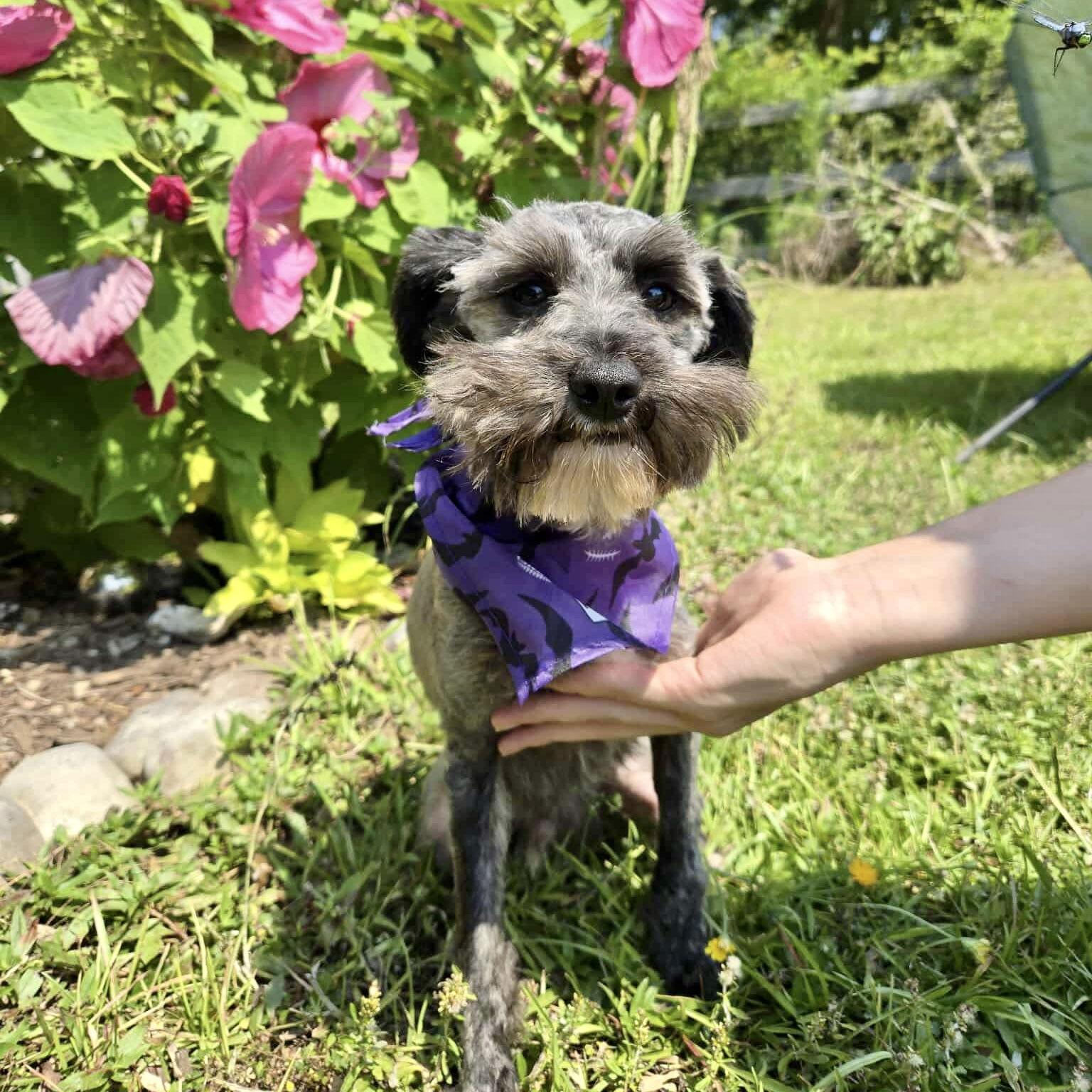 Enlarge Pringles, a Adopted mixed breed in Hillsborough , NC image 2/3
