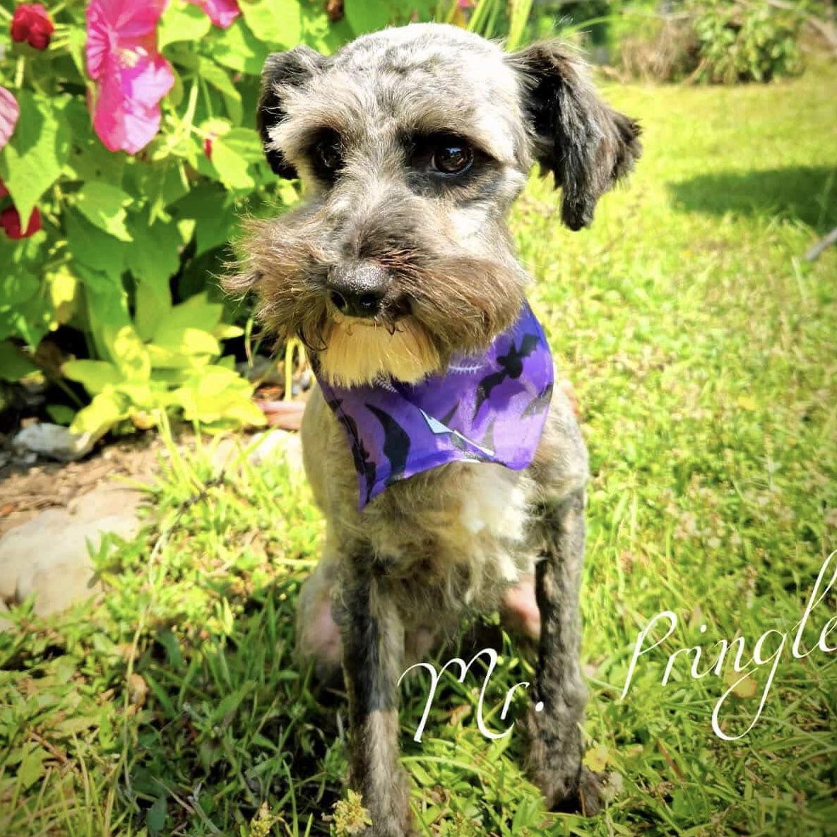Enlarge Pringles, a Adopted mixed breed in Hillsborough , NC image 3/3