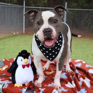 Bus, an adoptable Mixed Breed in Athens, GA image 1/6