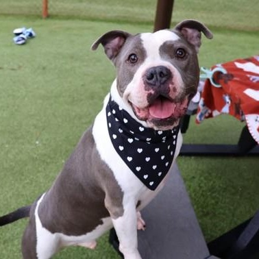 Bus, an adoptable Mixed Breed in Athens, GA image 3/6