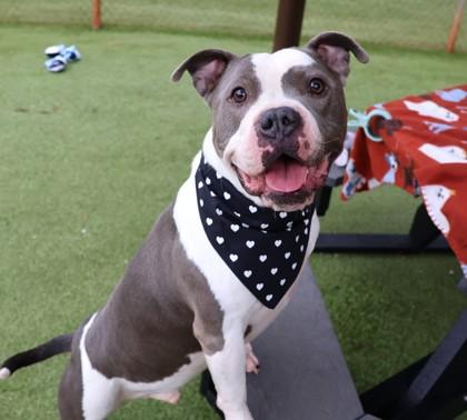 Bus, an adoptable Mixed Breed in Athens, GA image 2/6